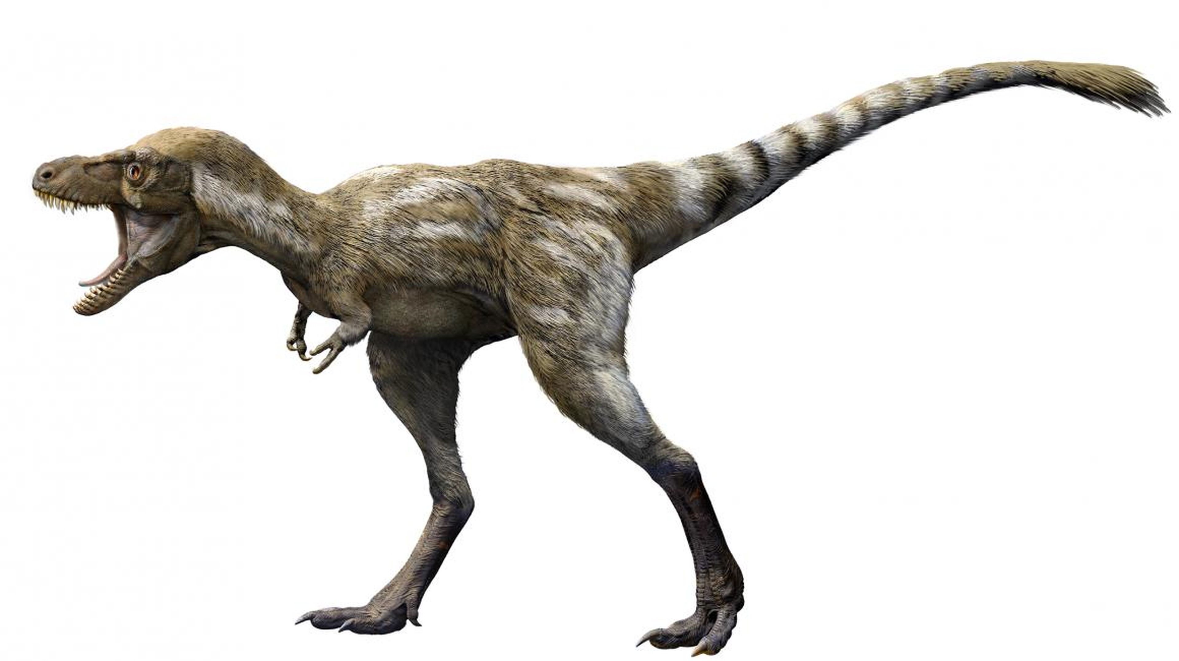 T. rex had a fairly short lifespan by human standards. No known T. rex lived past the age of 30.
