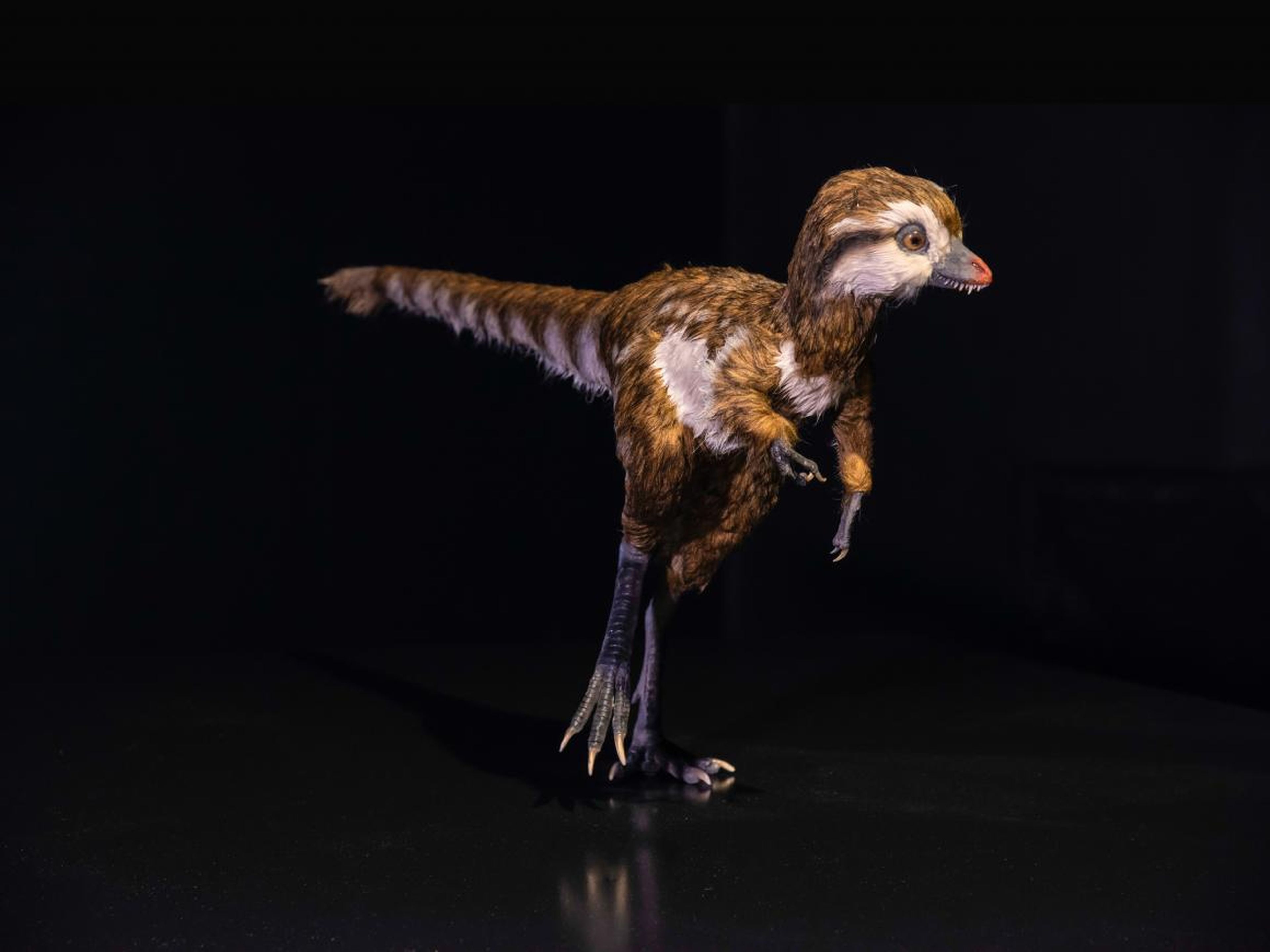 T. rex hatchlings looked more like fluffy turkeys than terrifying predators.