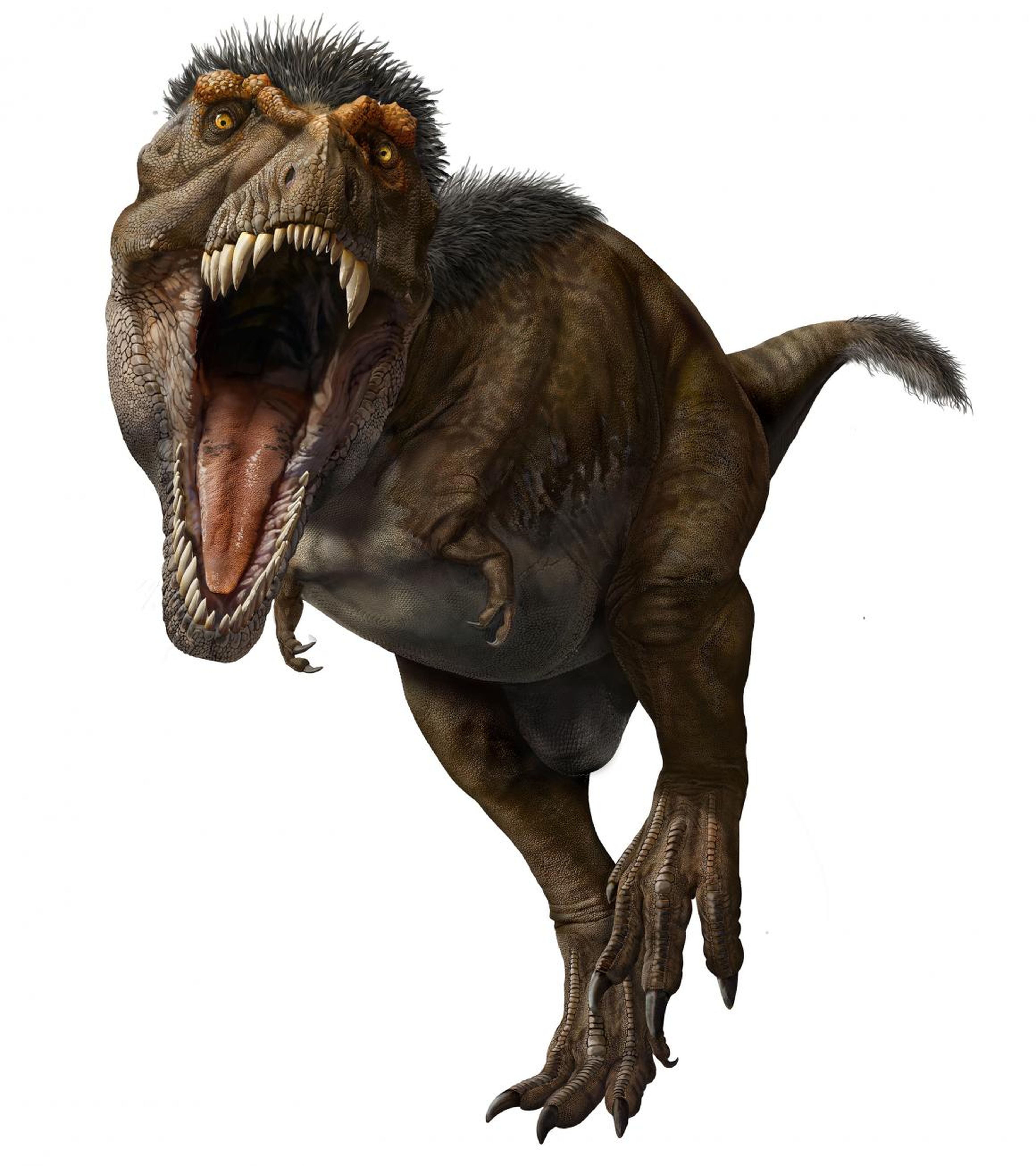 The T. rex rocked a mullet of feathers on its head and neck, and some on its tail too.