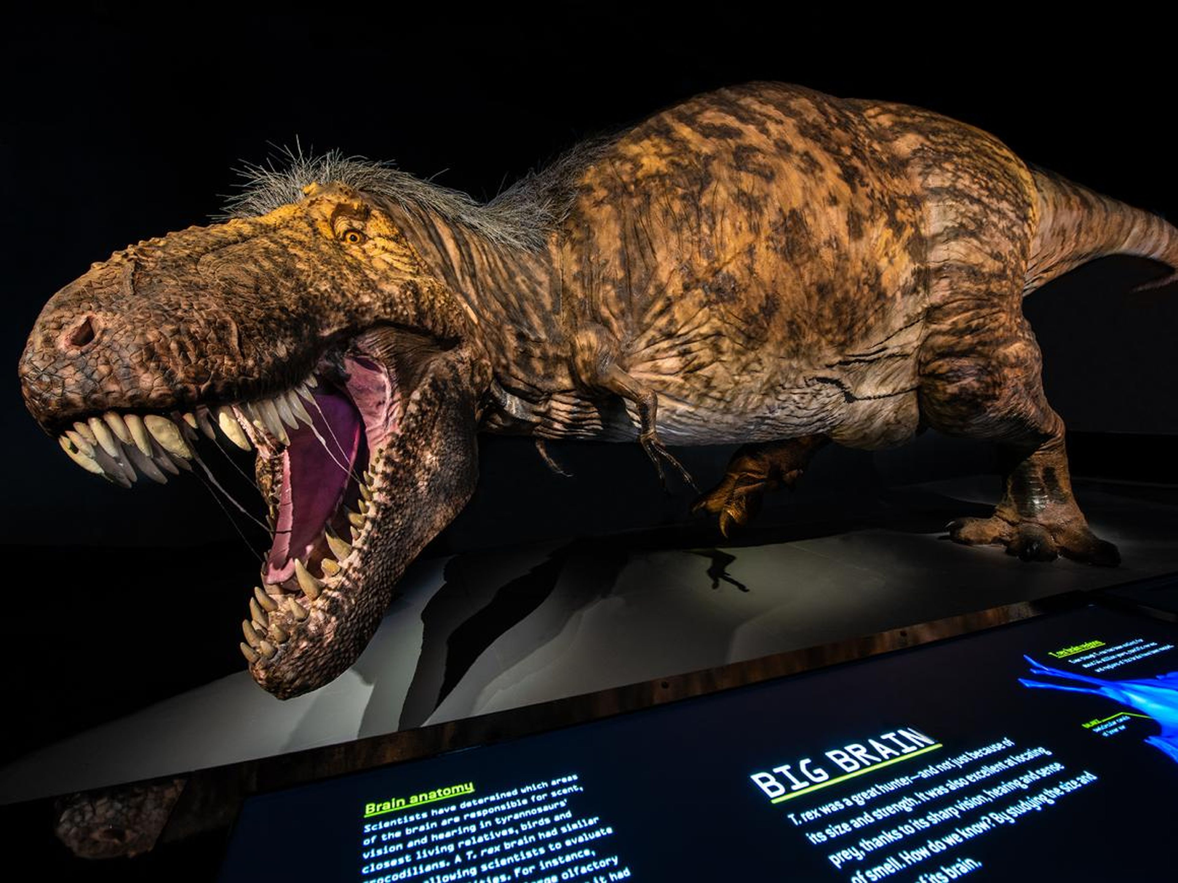 There are still a few lingering mysteries about T. rex, including what color it was.