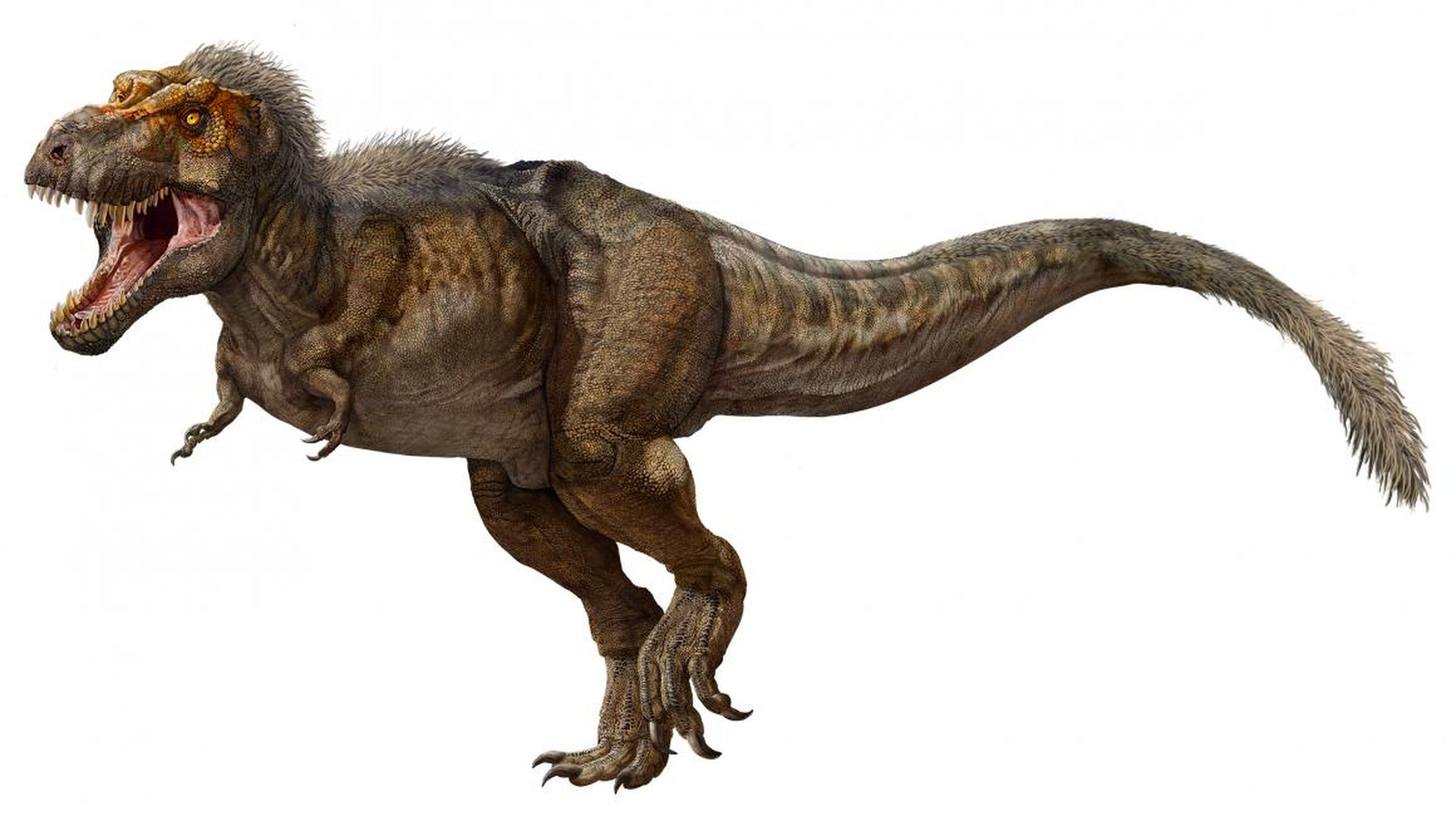 A full-grown Tyrannosaurus rex stood about 12 to 13 feet high at the hip, and was about 40 to 43 feet long.