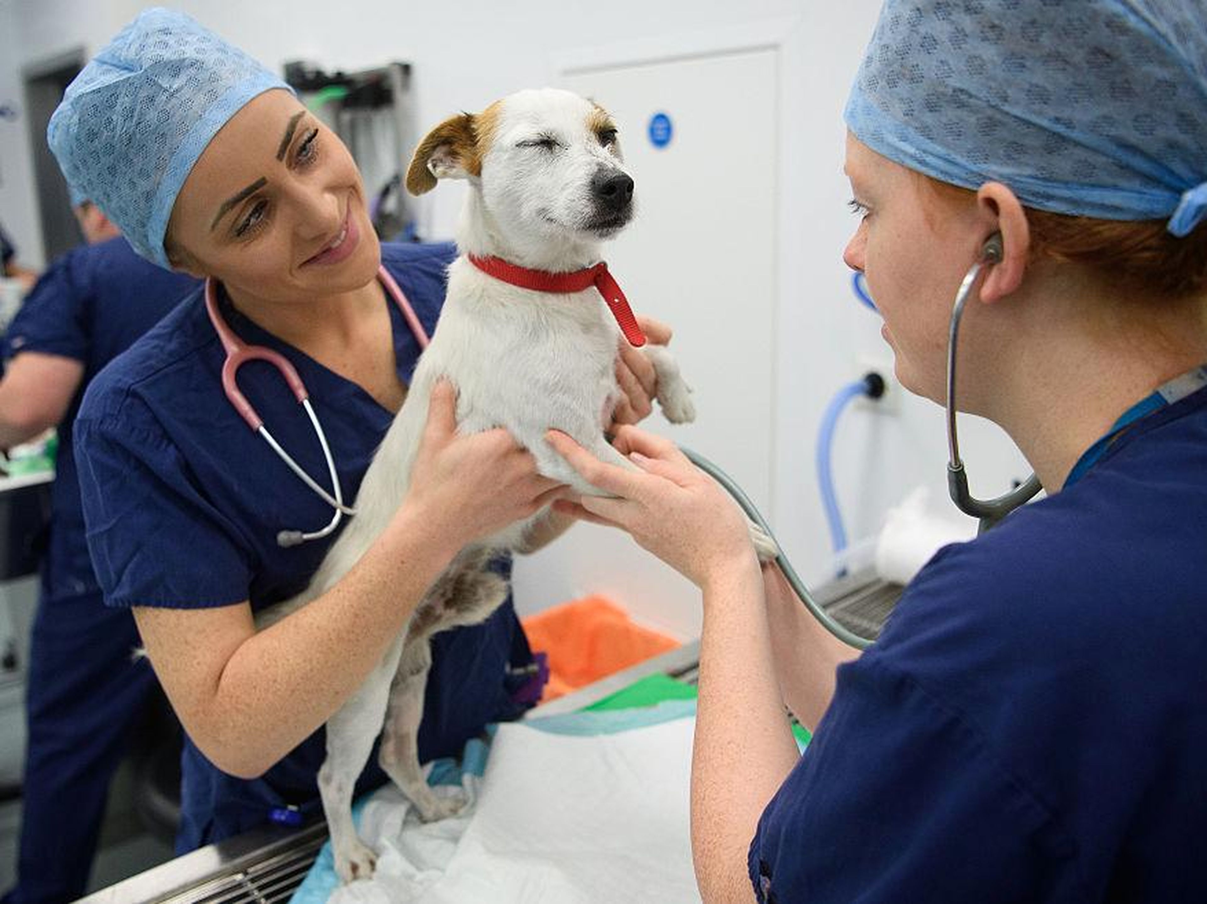 Veterinary assistants and laboratory animal caretakers