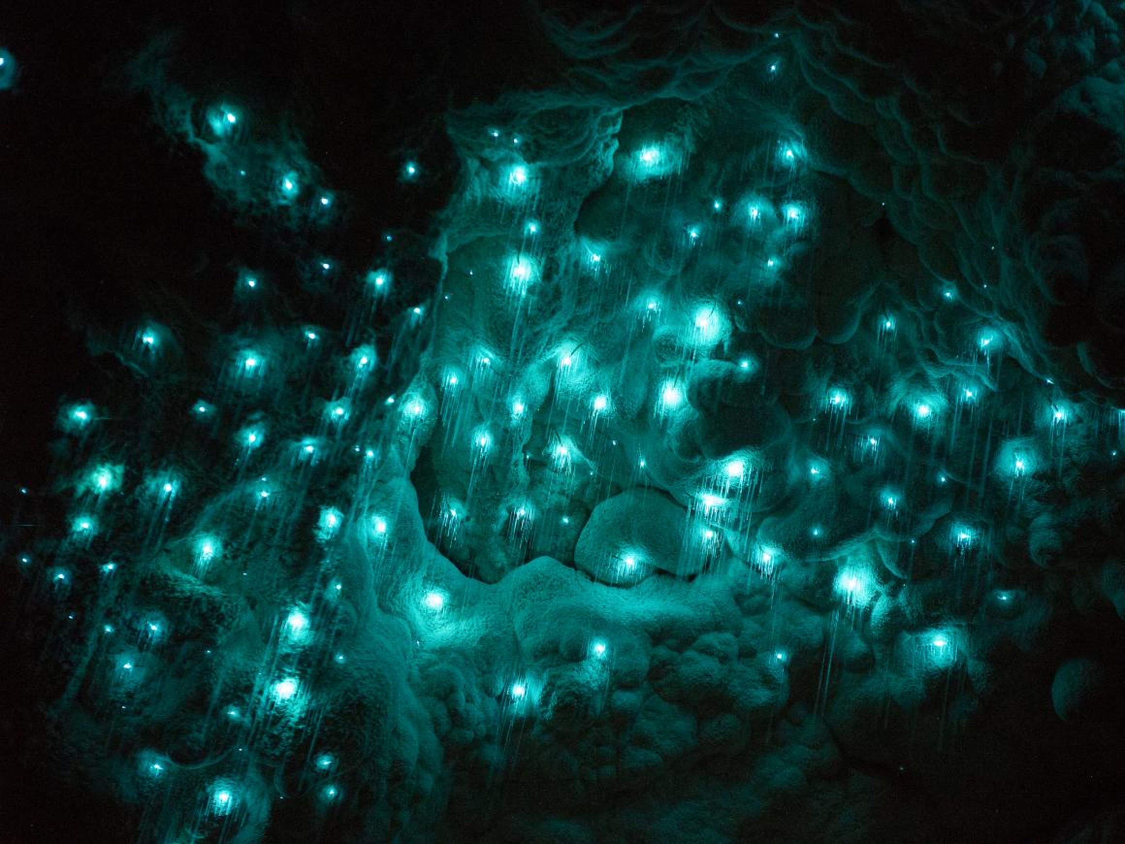 Waitomo Glowworm Caves, Nueva Zelanda