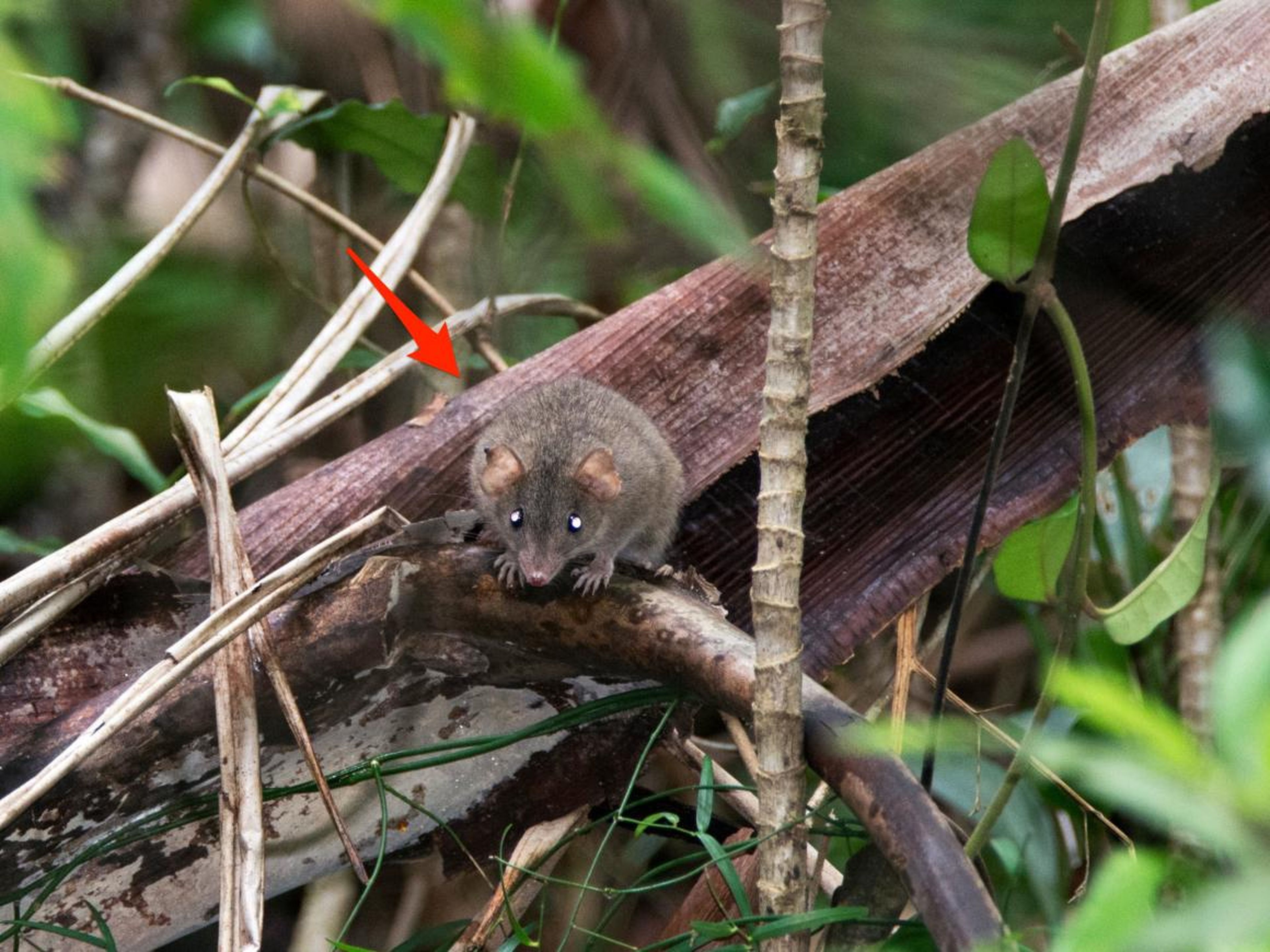 The Bramble Cay melomys is the first species to go extinct because of human-driven climate change.
