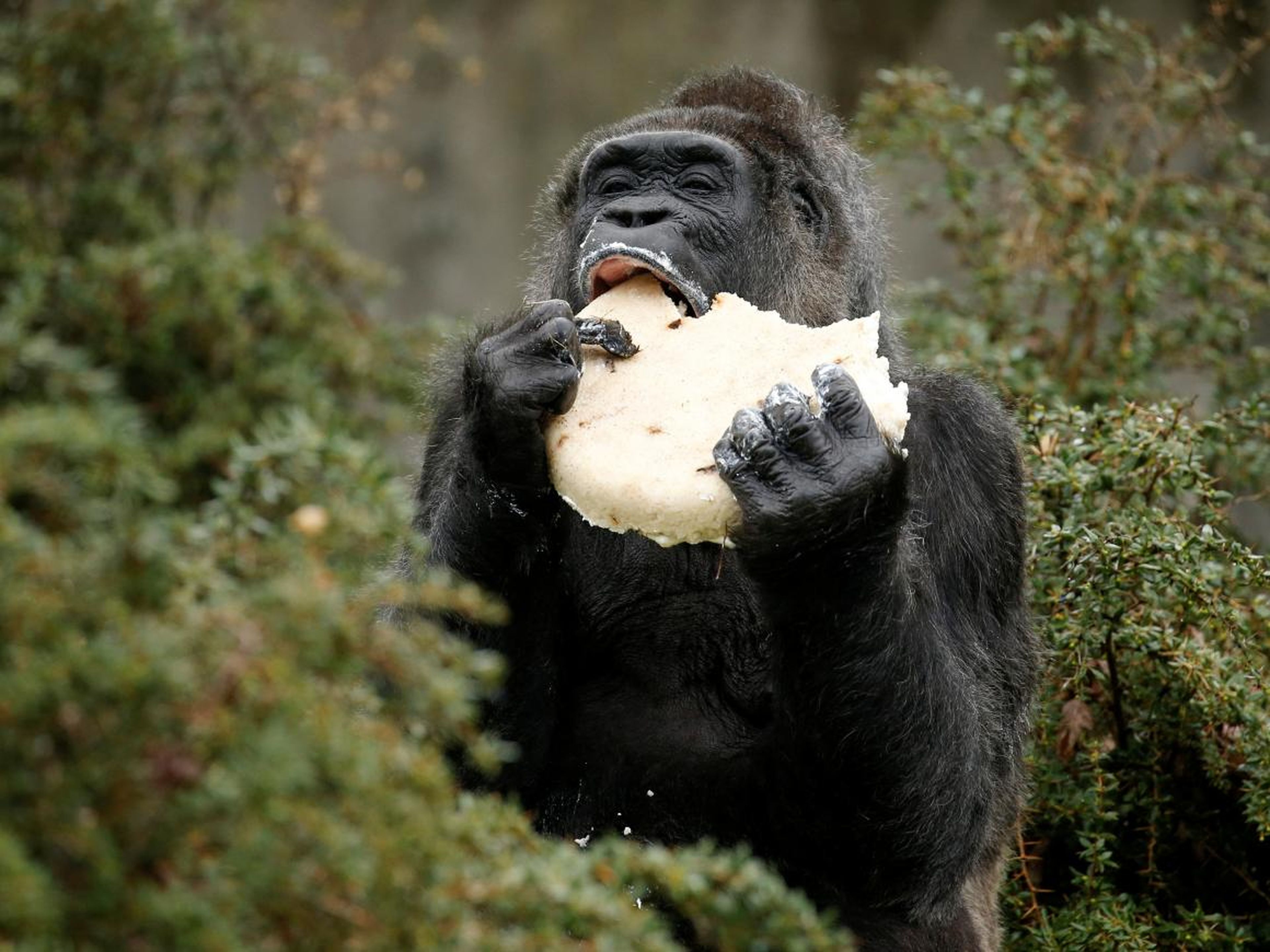 El gorila Fatou come un pastel de cumpleaños en el zoológico de Berlín.