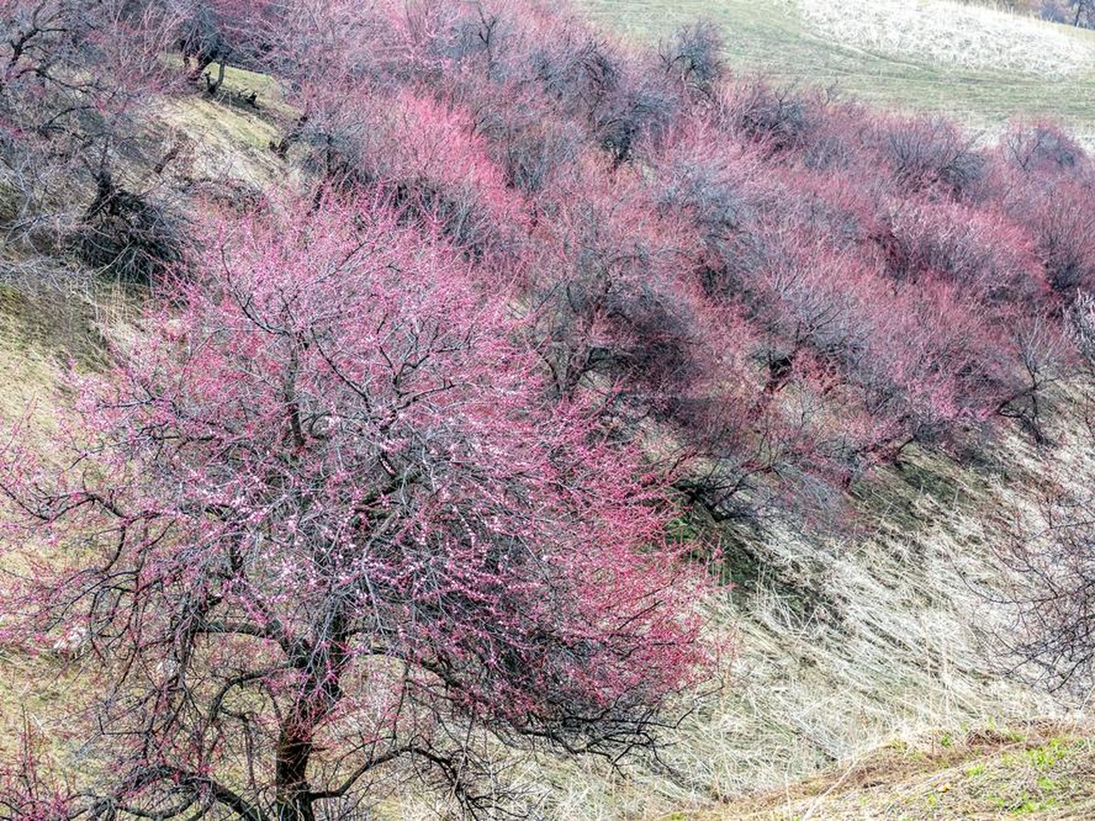 Los albaricoqueros florecen en el valle de Yili.