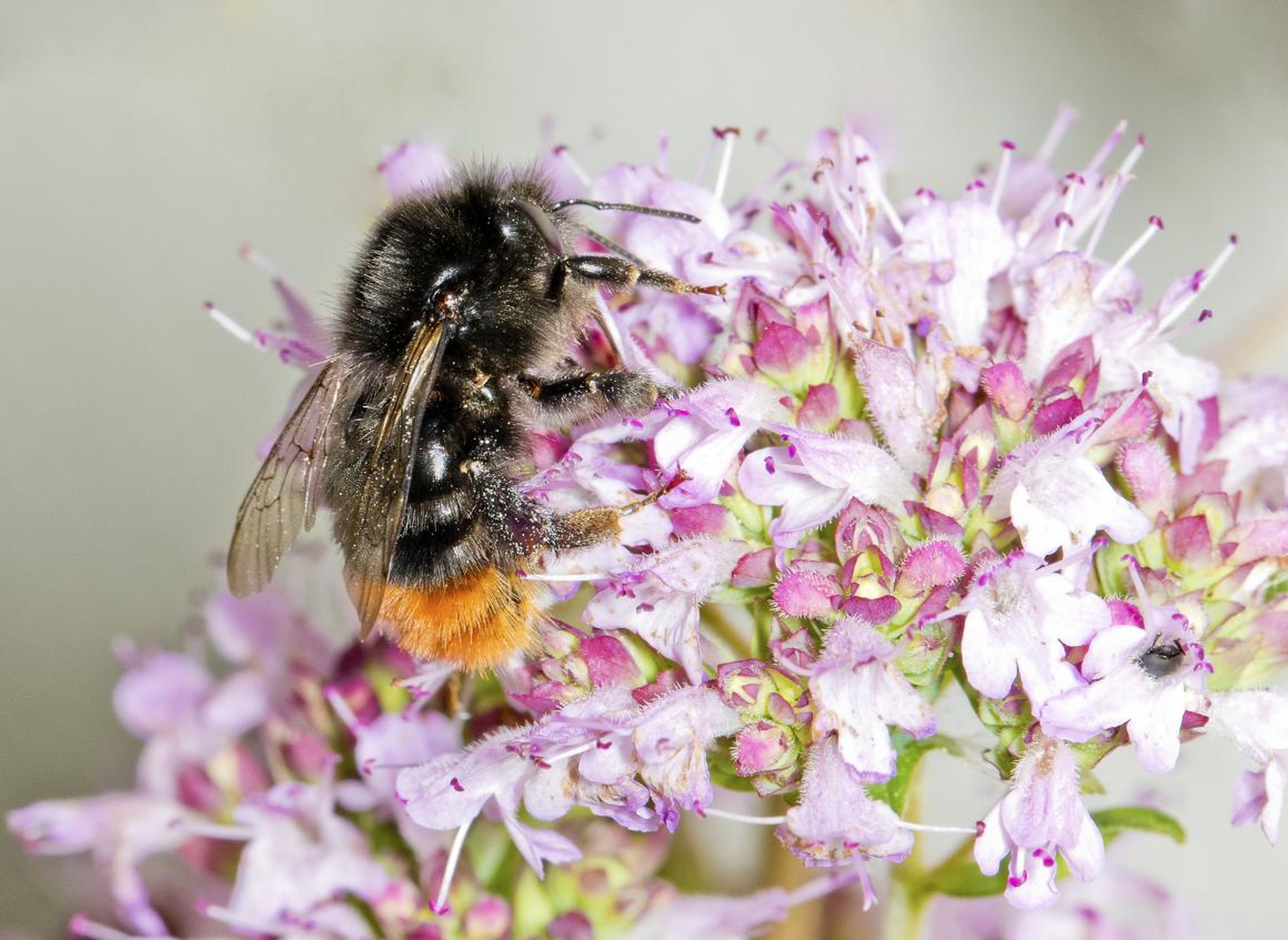 Bombus ruderarius, or the Red-shanked Carder Bee, was formerly a widespread bumblebee species found in much of England and Wales, and parts of Scotland. But the species declined by 42% between 1980 and 2013.