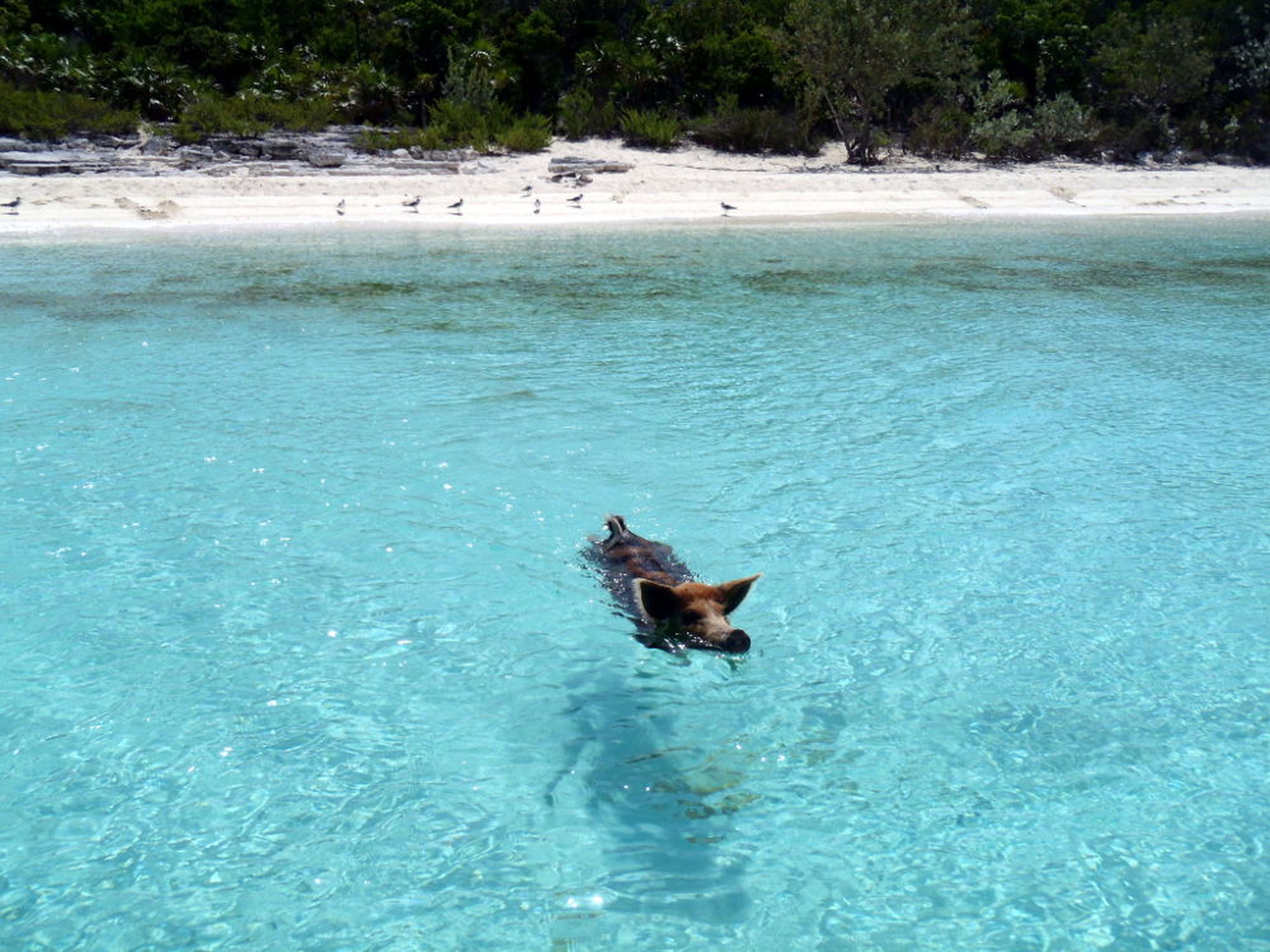 Cerdos nadadores Bahamas