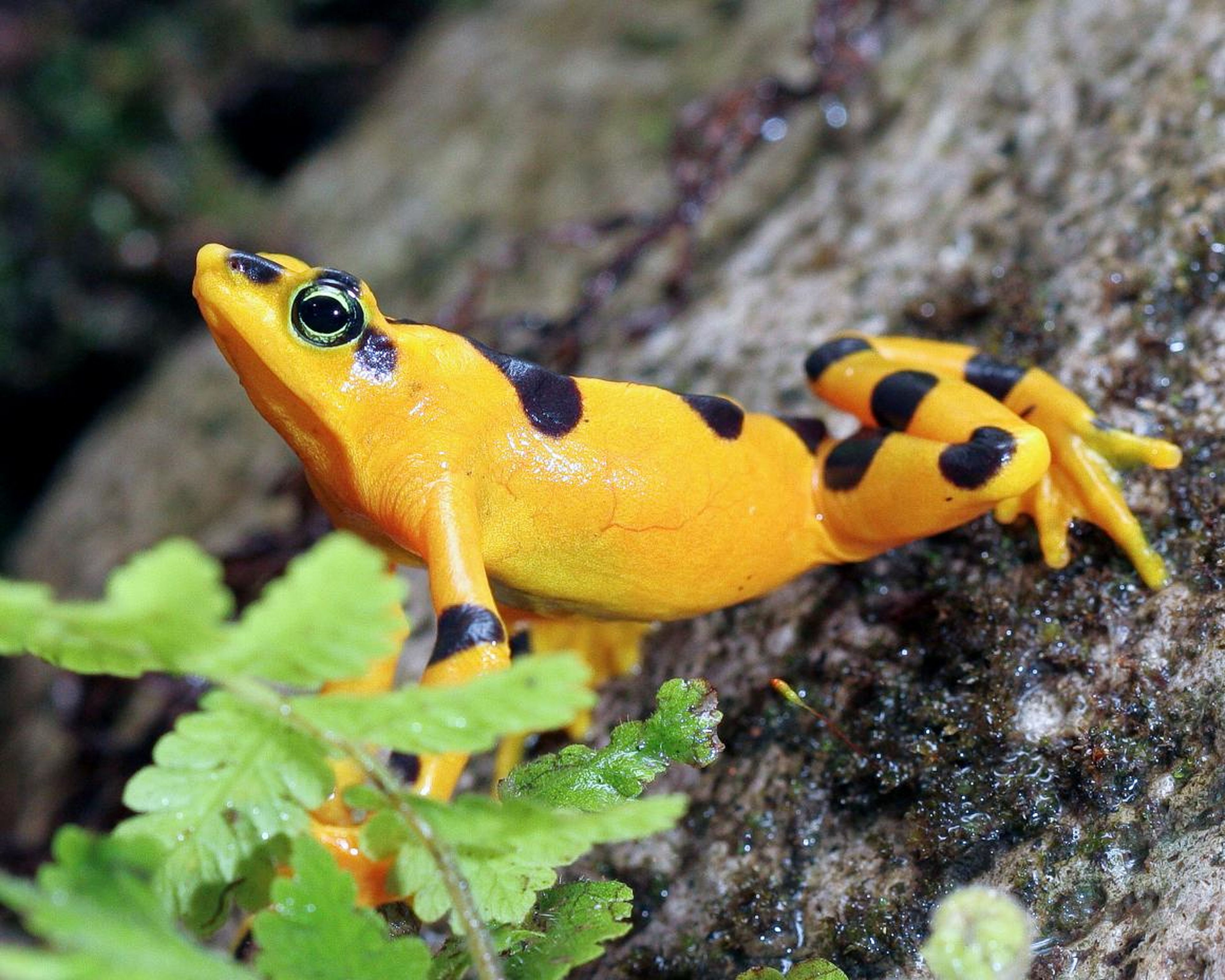 A Panamanian Golden Frog outside El Valle, Panama. Most Atelopus frogs experienced a 90% decline or complete extinction from the chytrid fungus.