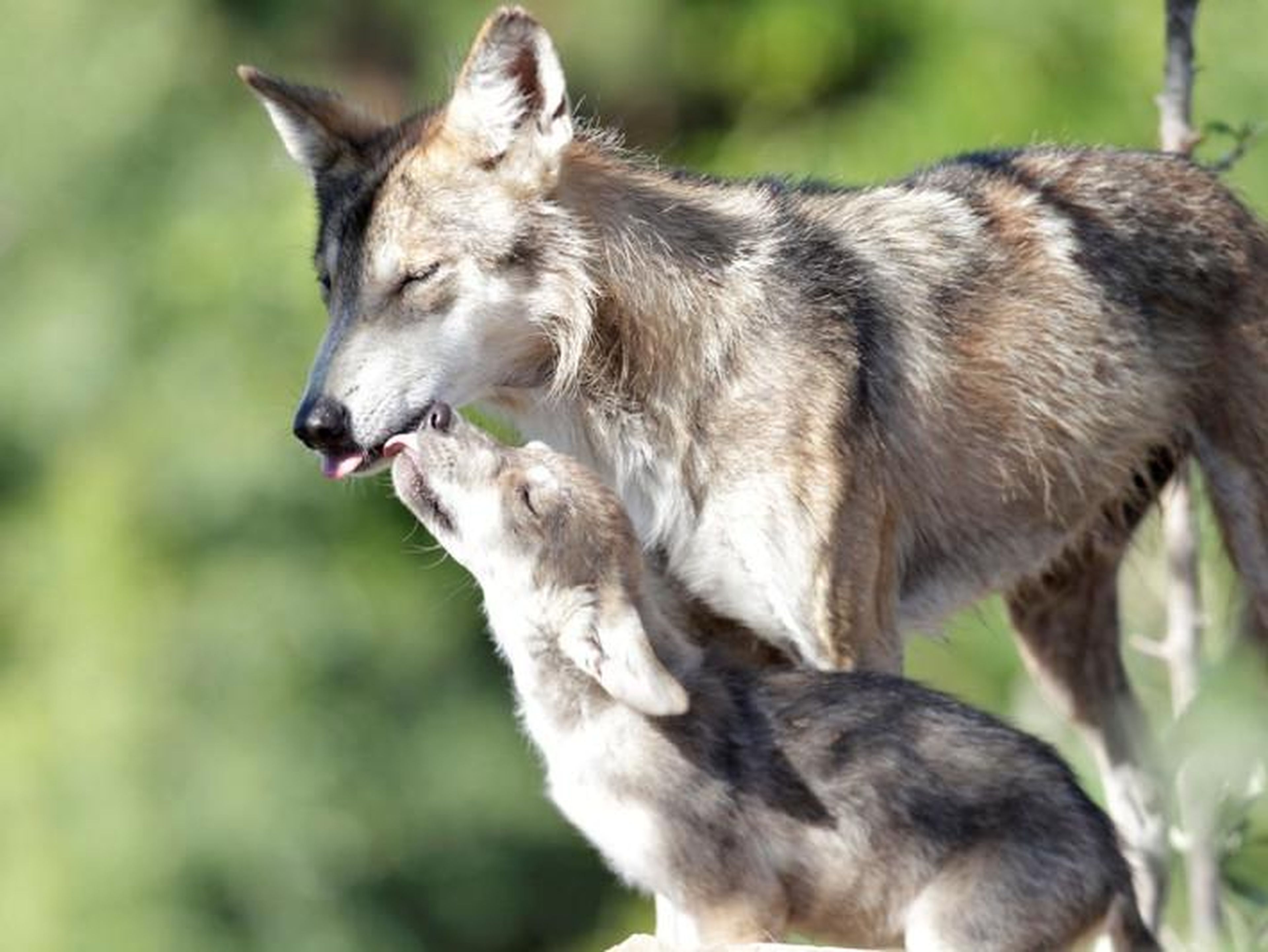 About 110 endangered Mexican gray wolves remain in the wild today.