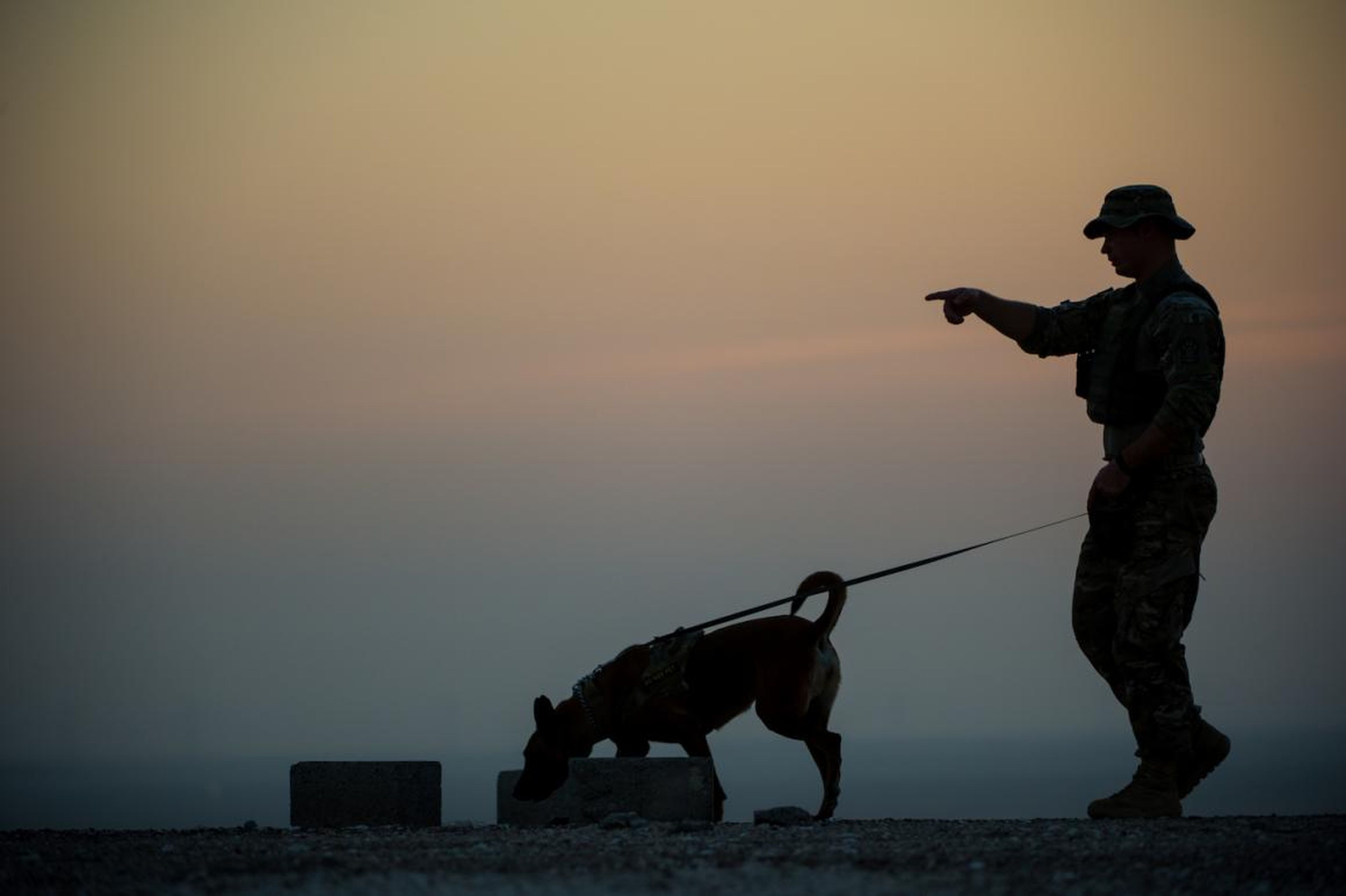Un perro militar completa una detección en un entrenamiento en el Suroeste de Asia, 10 de enero de 2017