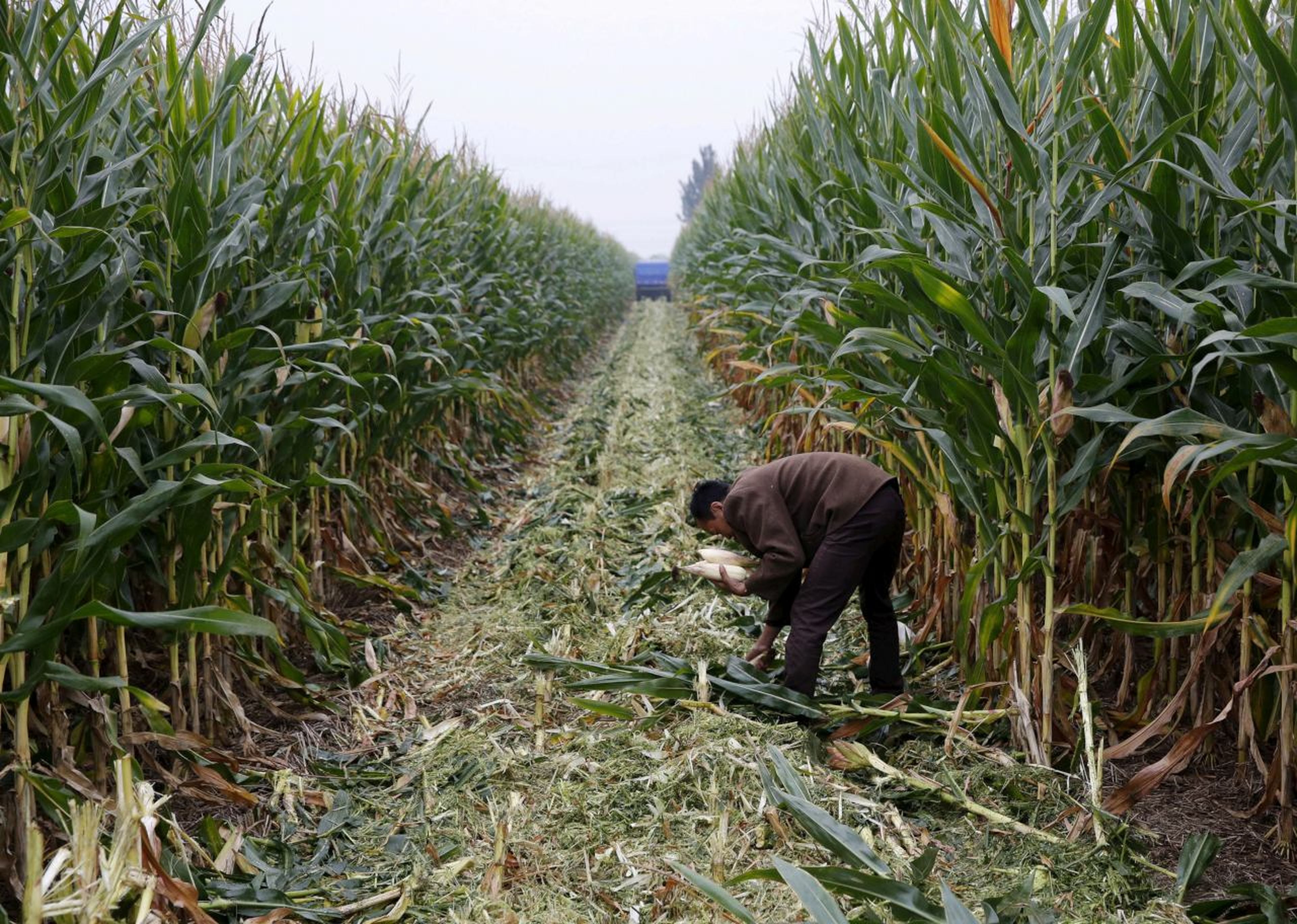 Un agricultor recoge maíz en un campo de China
