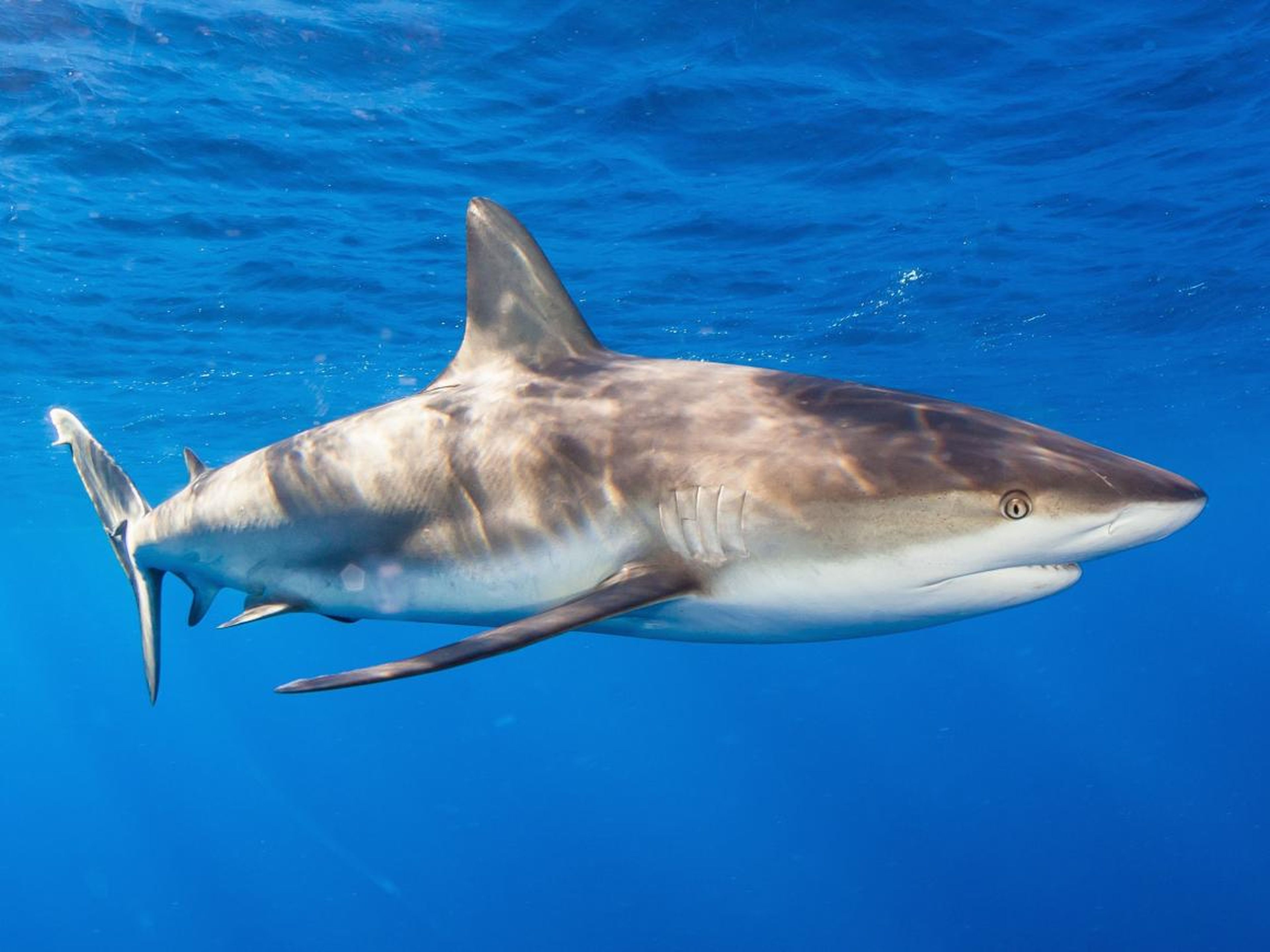 Alejandro Topete ganó una medalla de bronce en la categoría "Tiburones" del concurso UnderwaterPhotography.com por esta foto de un tiburón de arrecife nadando cerca de Cuba.