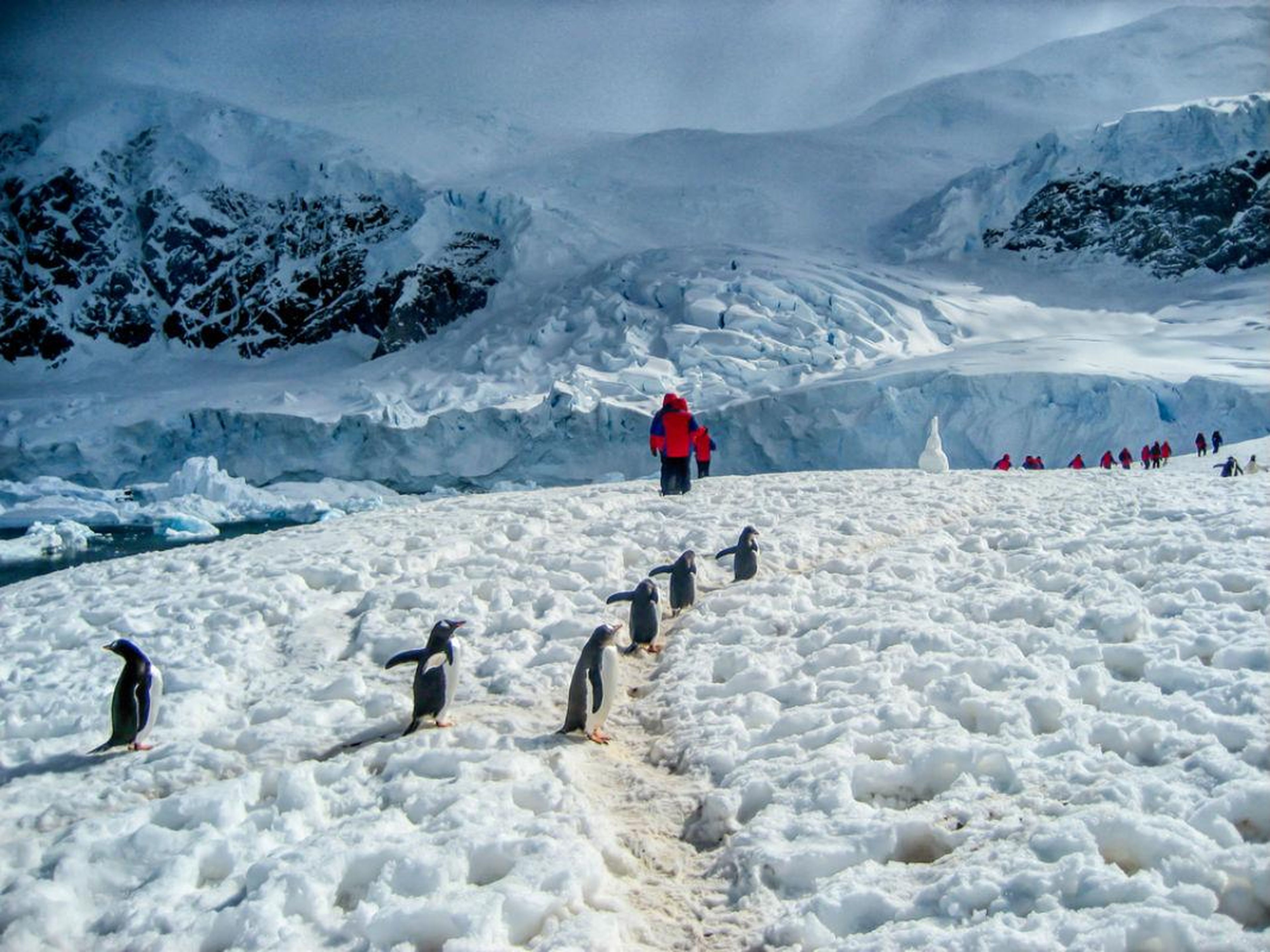 La Antártida es el desierto más grande del mundo.