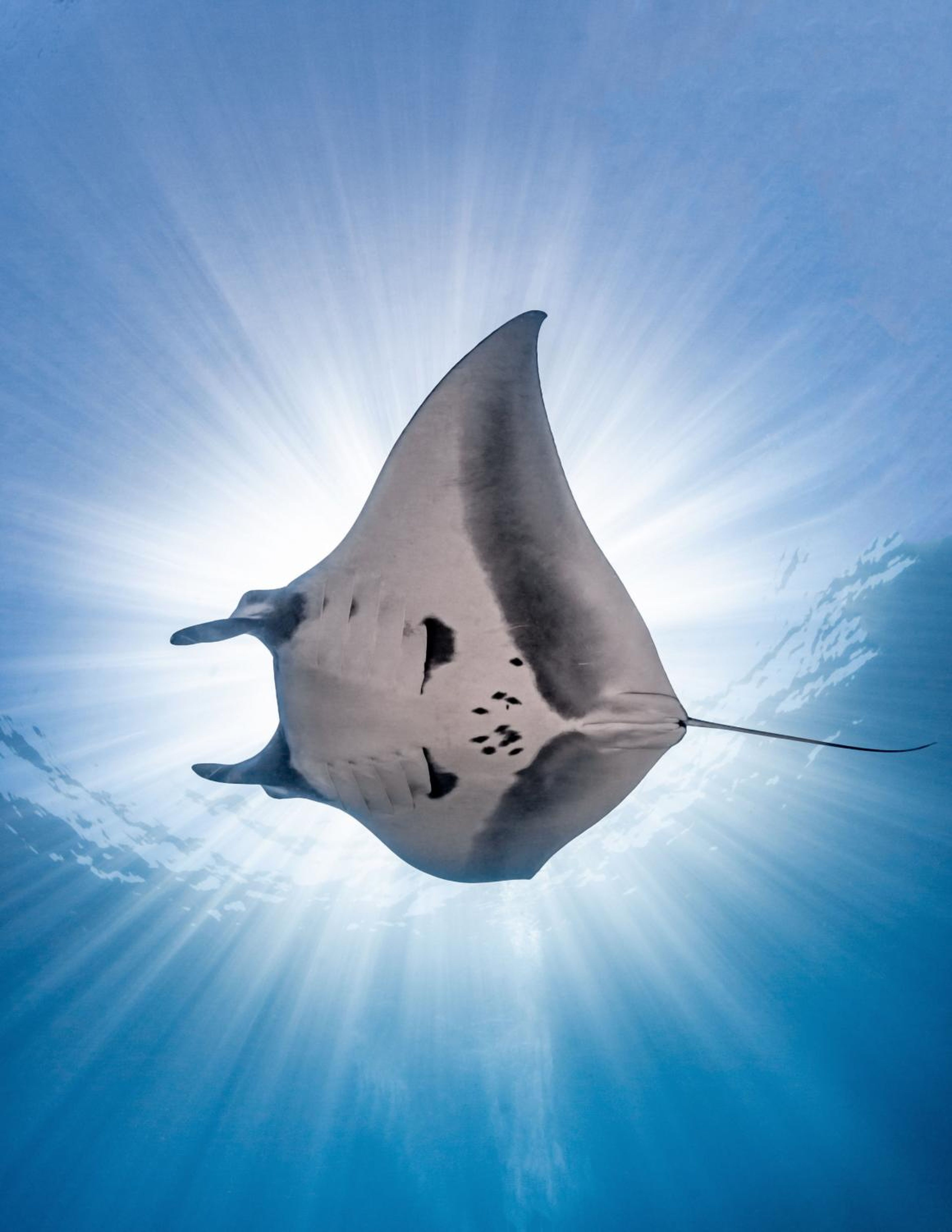 Australian photographer Nick Polanszky captured this manta ray as it swam through the Sea of Cortés near Mexico.