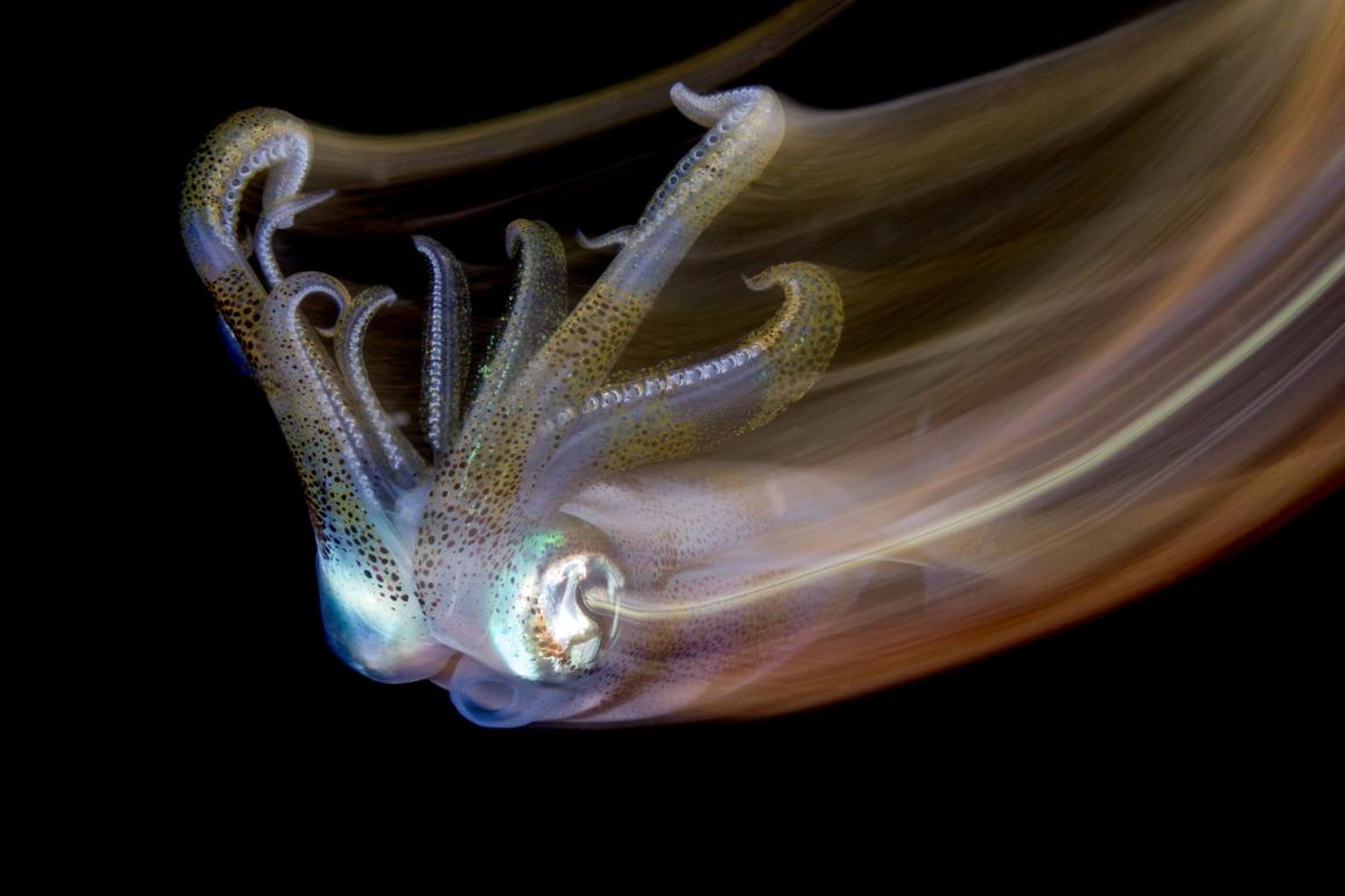 This Bigfin reef squid was also caught on camera in the Philippines, by photographer Lilian Koh.