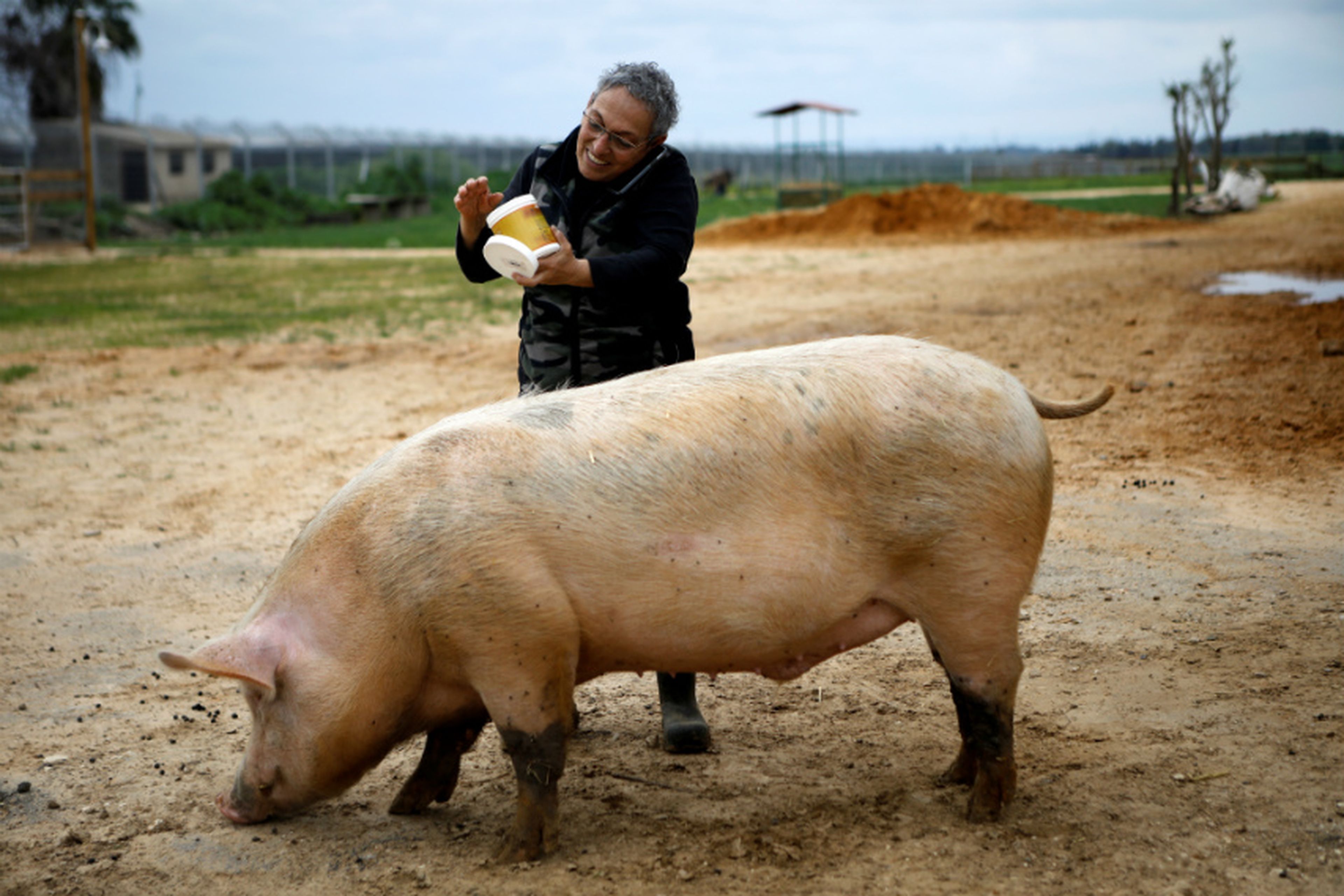 Un cerdo se para junto a un voluntario en Freedom Farm