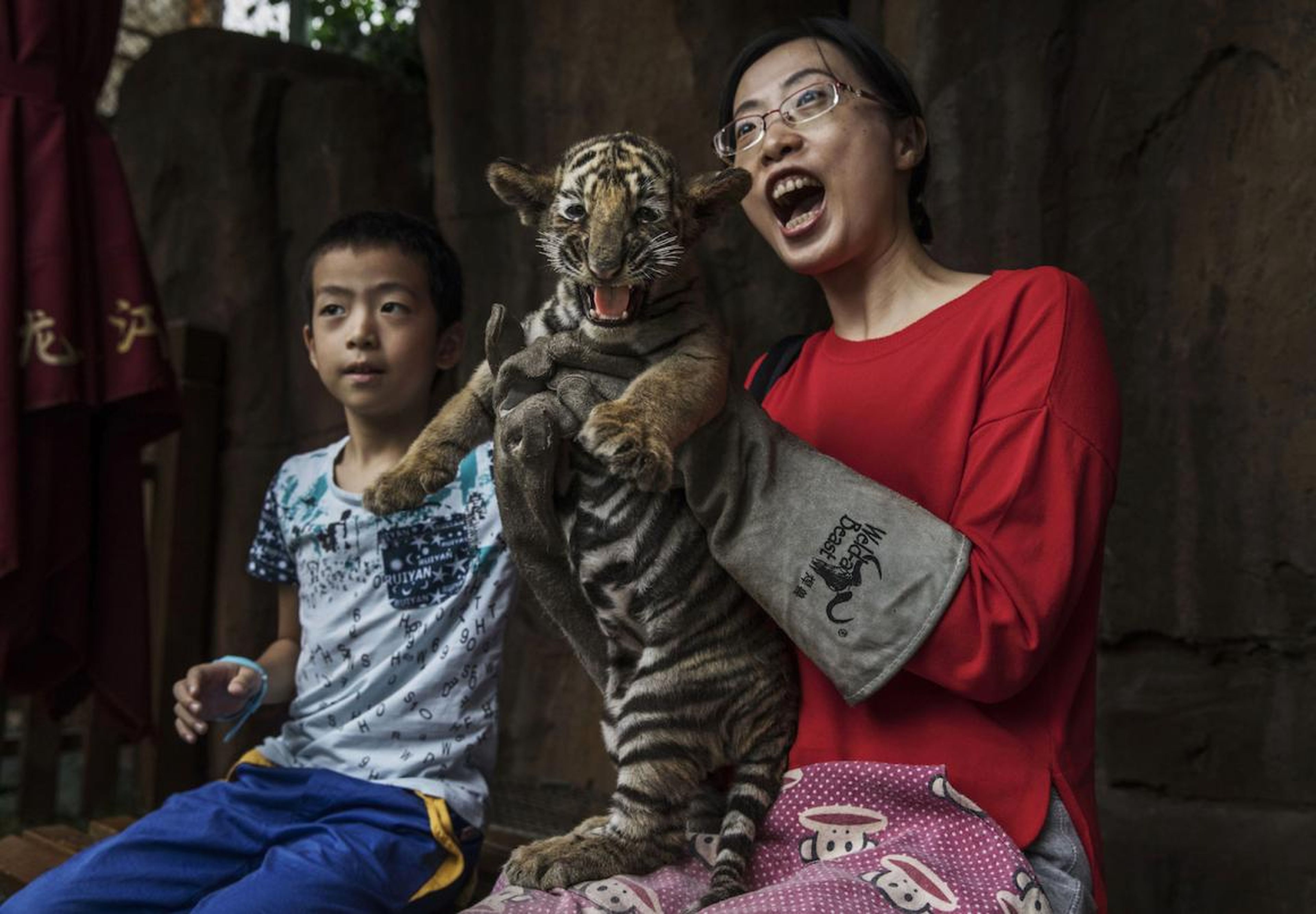 China recently reopened a legal market in endangered tiger and rhino parts