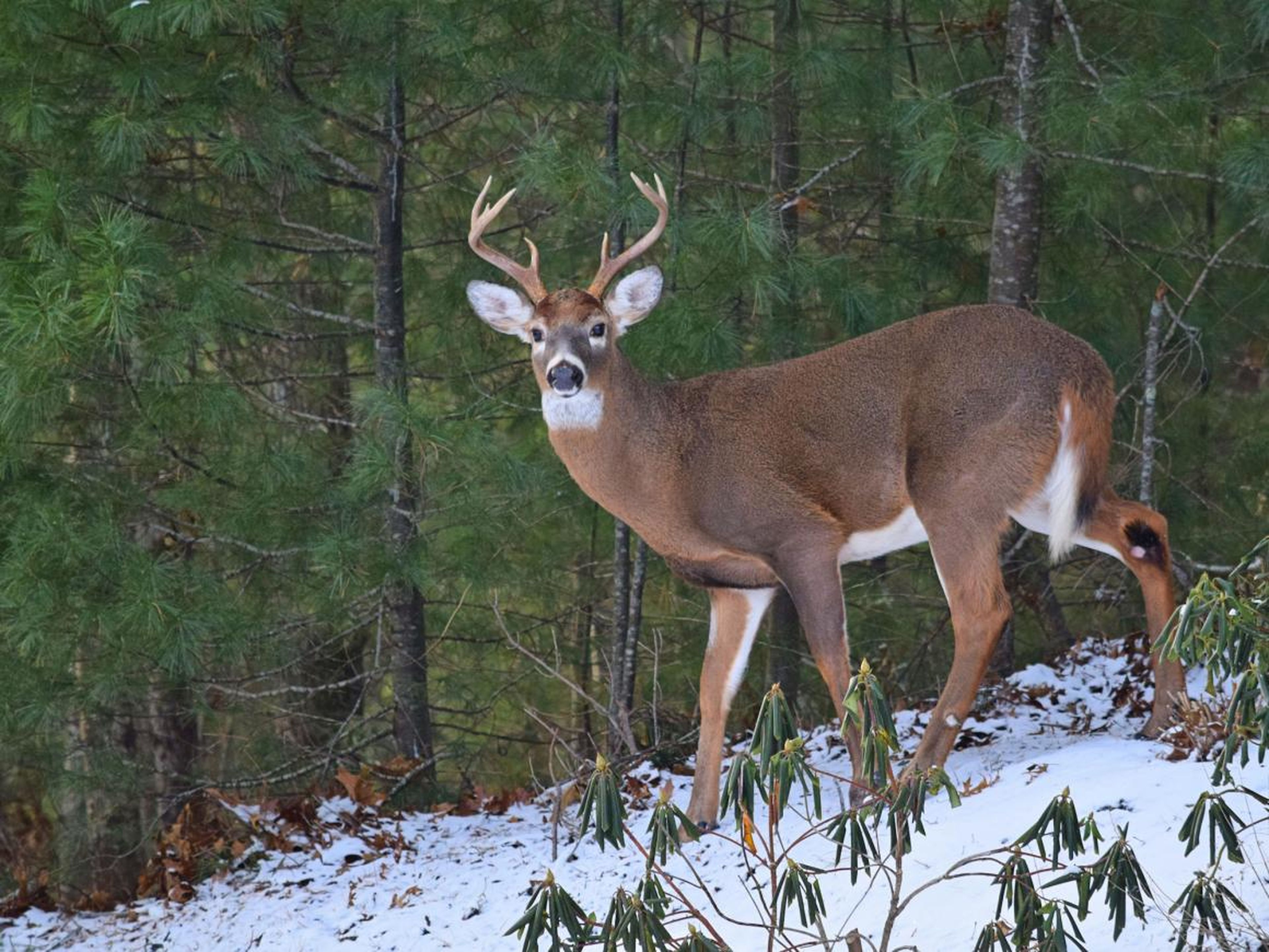 White-tailed deer, like this buck, can spread "zombie deer disease."