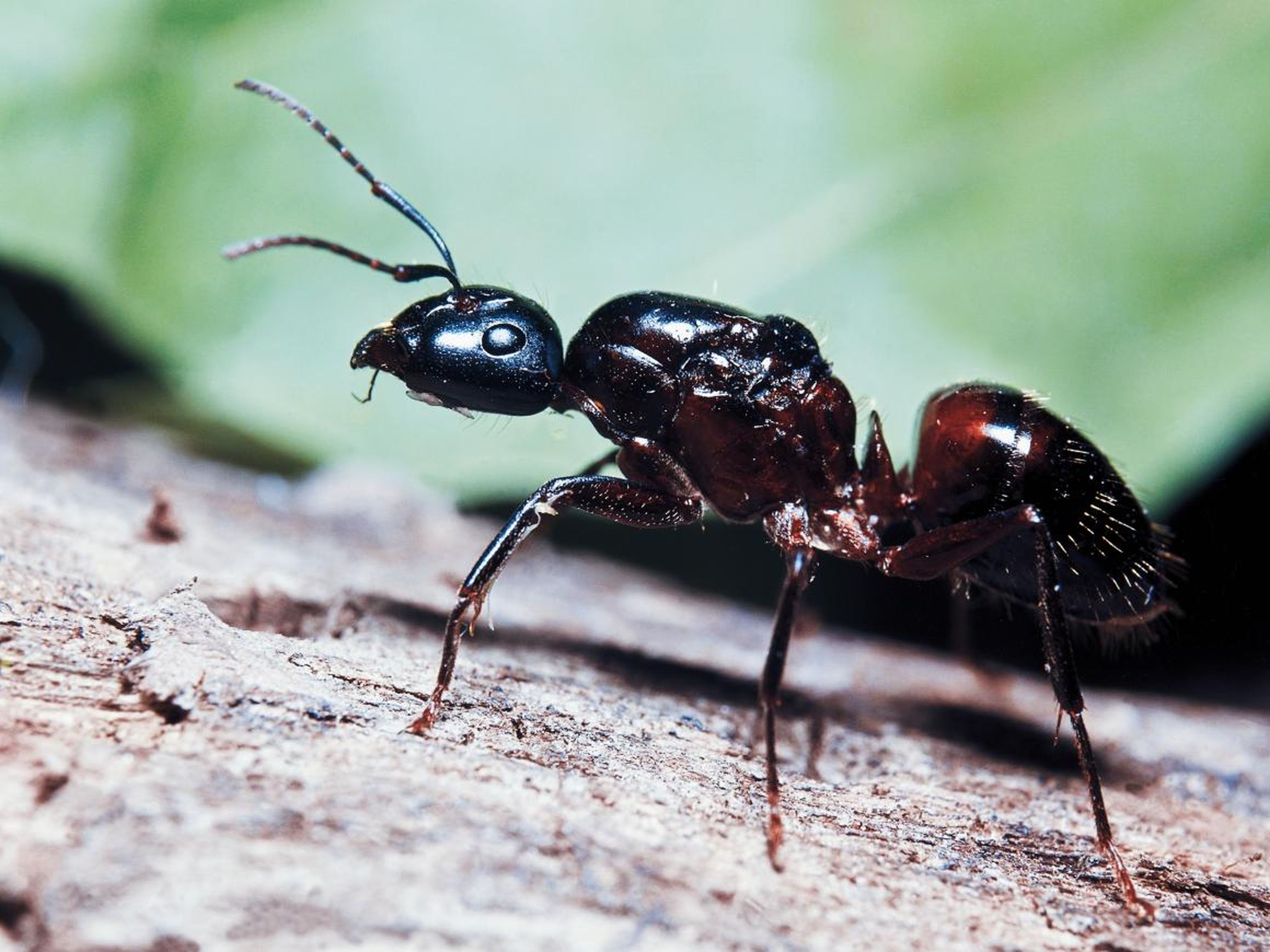 Carpenter ants are the victims of choice for a fungus called Ophiocordyceps unilateralis.