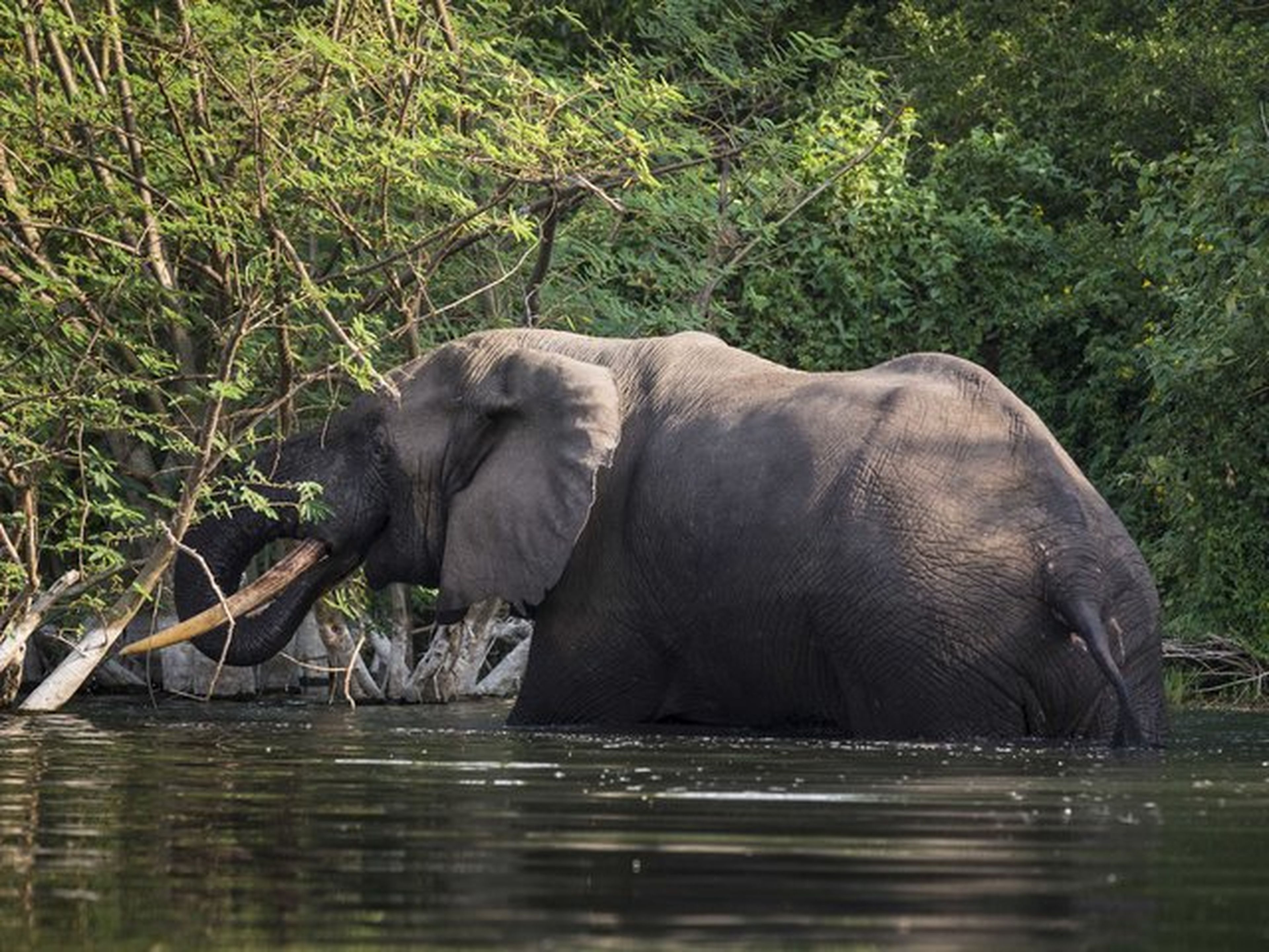 elefante en el rio