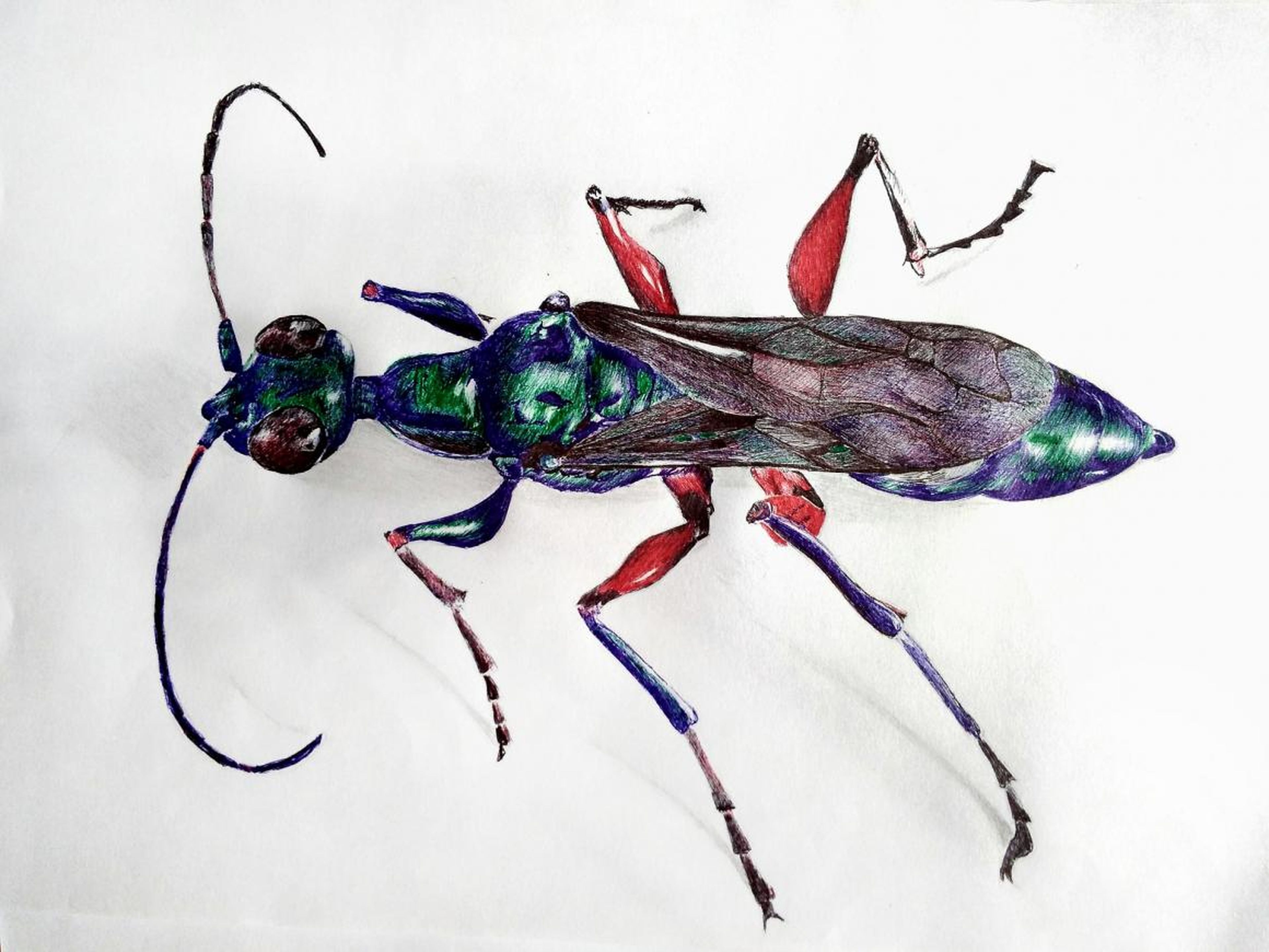 The emerald cockroach wasp, or jewel wasp, turns cockroaches into functional "zombies."