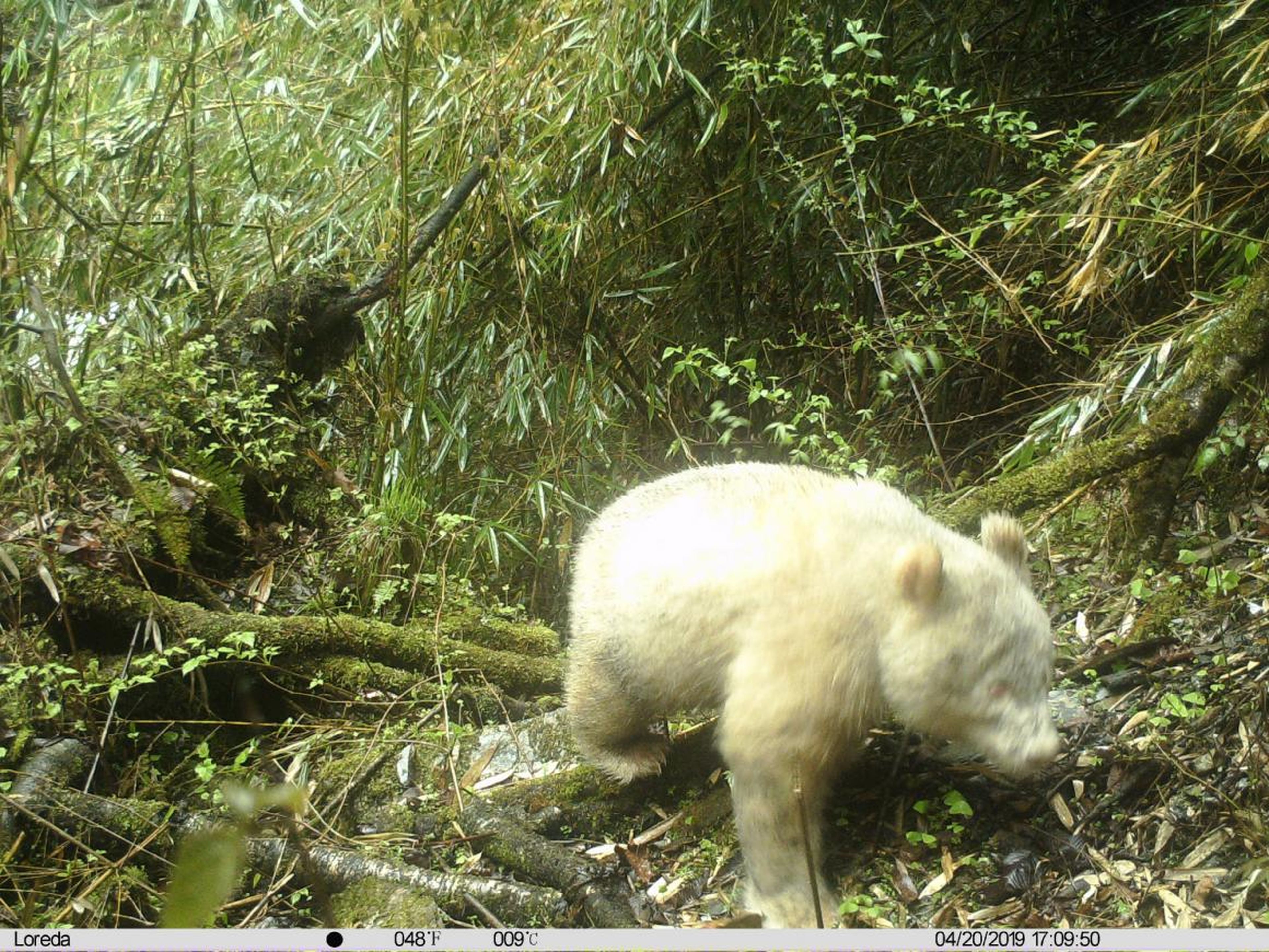 The first ever documented photo of a fully white giant panda.