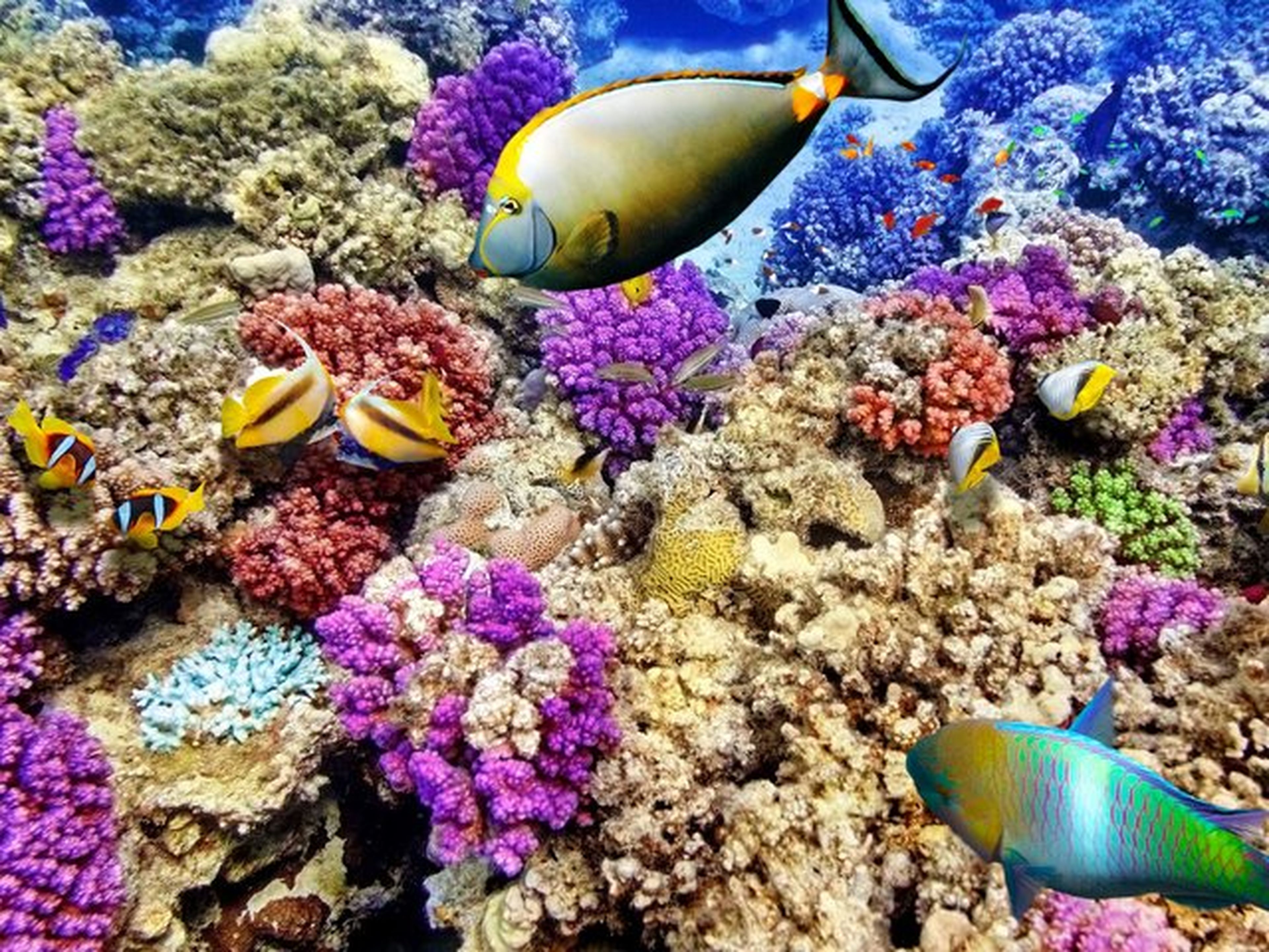La Gran Barrera de Coral, Australia