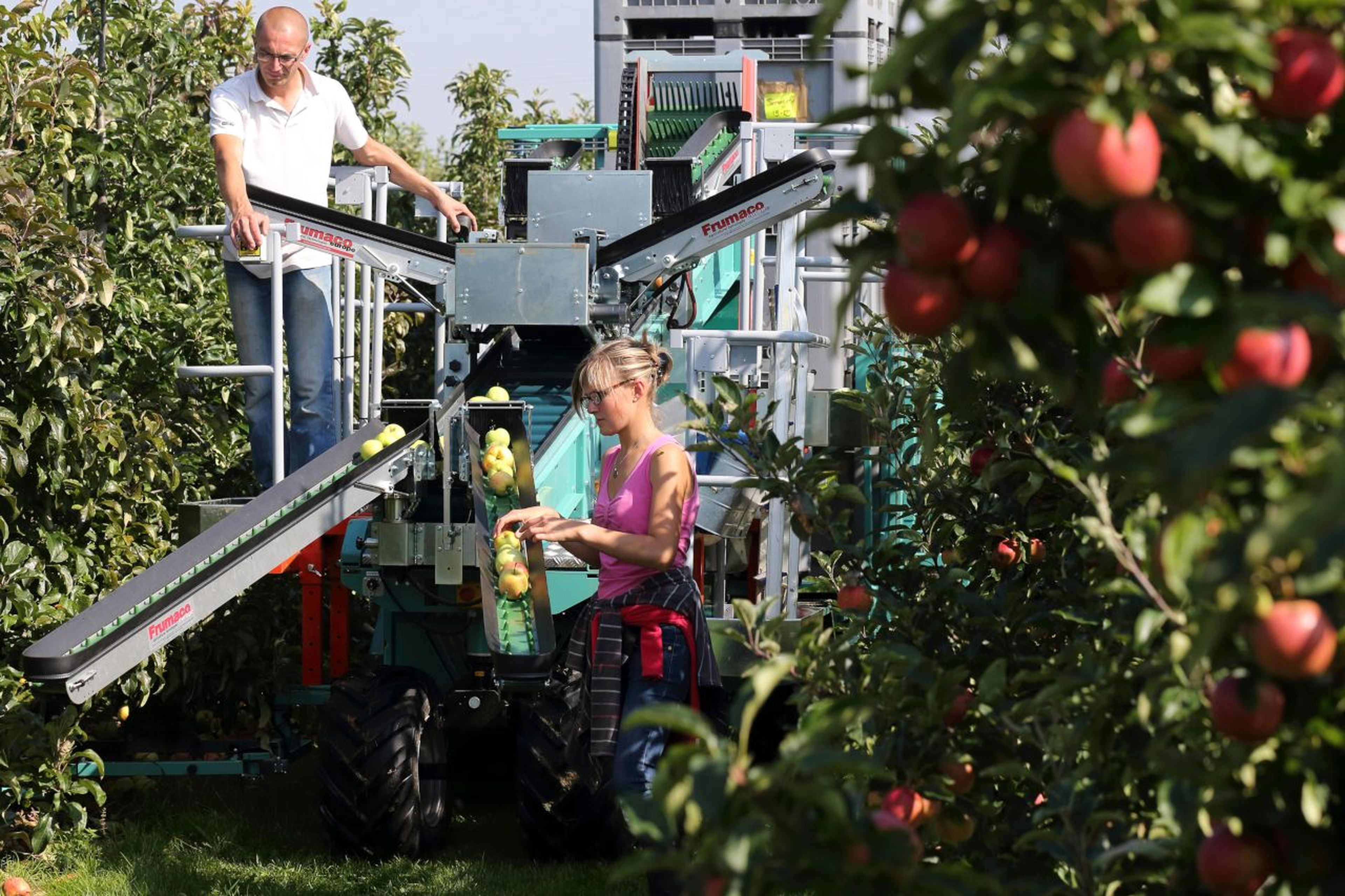 Un grupo de agricultores franceses recoge manzanas para exportar