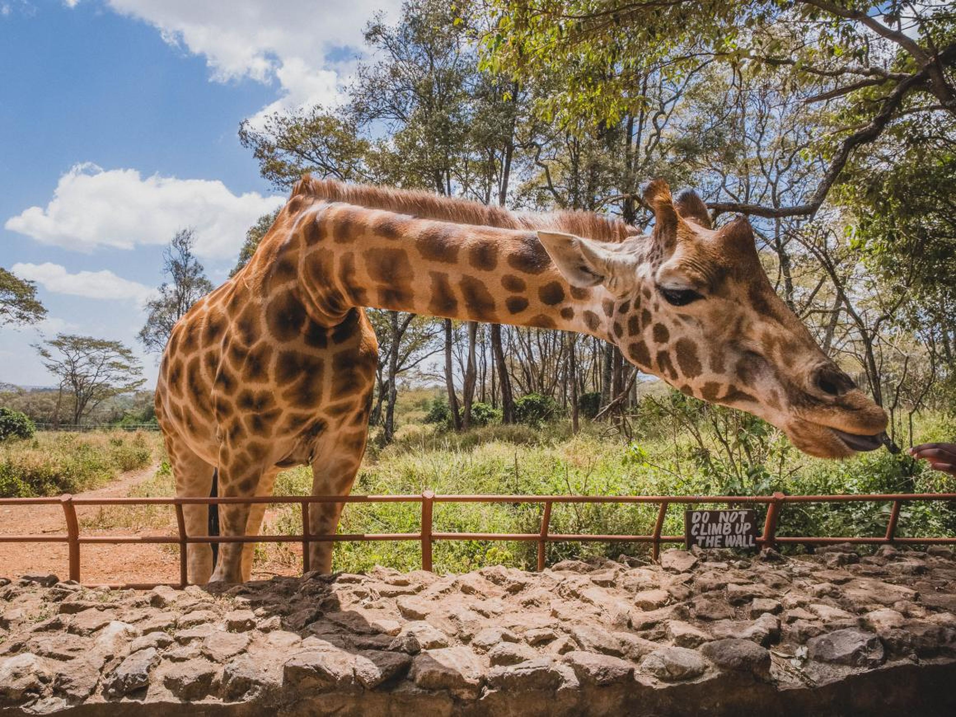 I didn't get a ton of time in Kenya, but what time I did have I spent exploring Nairobi and the surrounding areas. I loved visiting the Giraffe Centre. For $10, I was able to feed giraffes and learn about the center's conservation