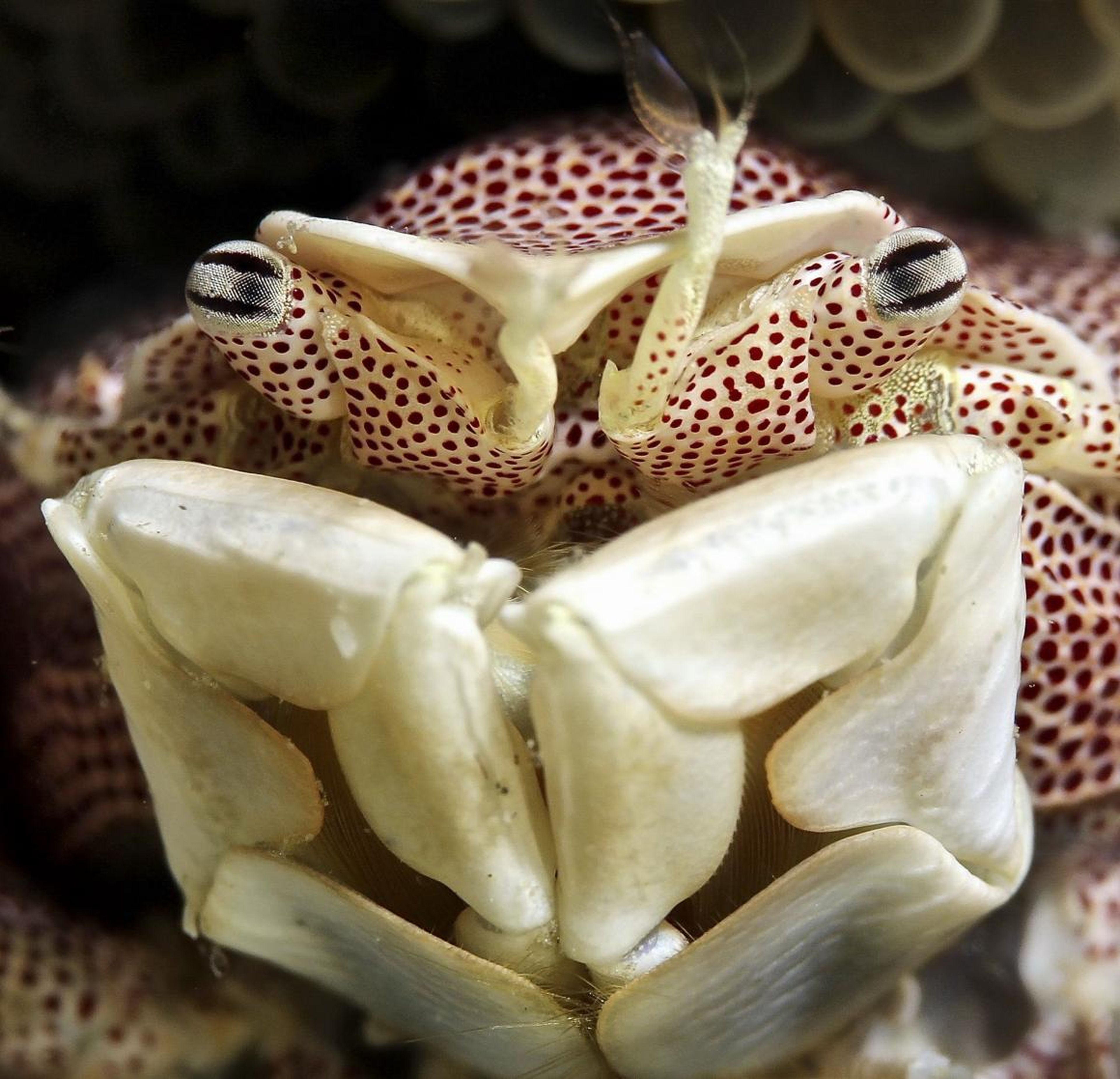 This intimate portrait of a Porcelain crab in the Banda sea off of Indonesia came from photographer Iyad Suleyman.