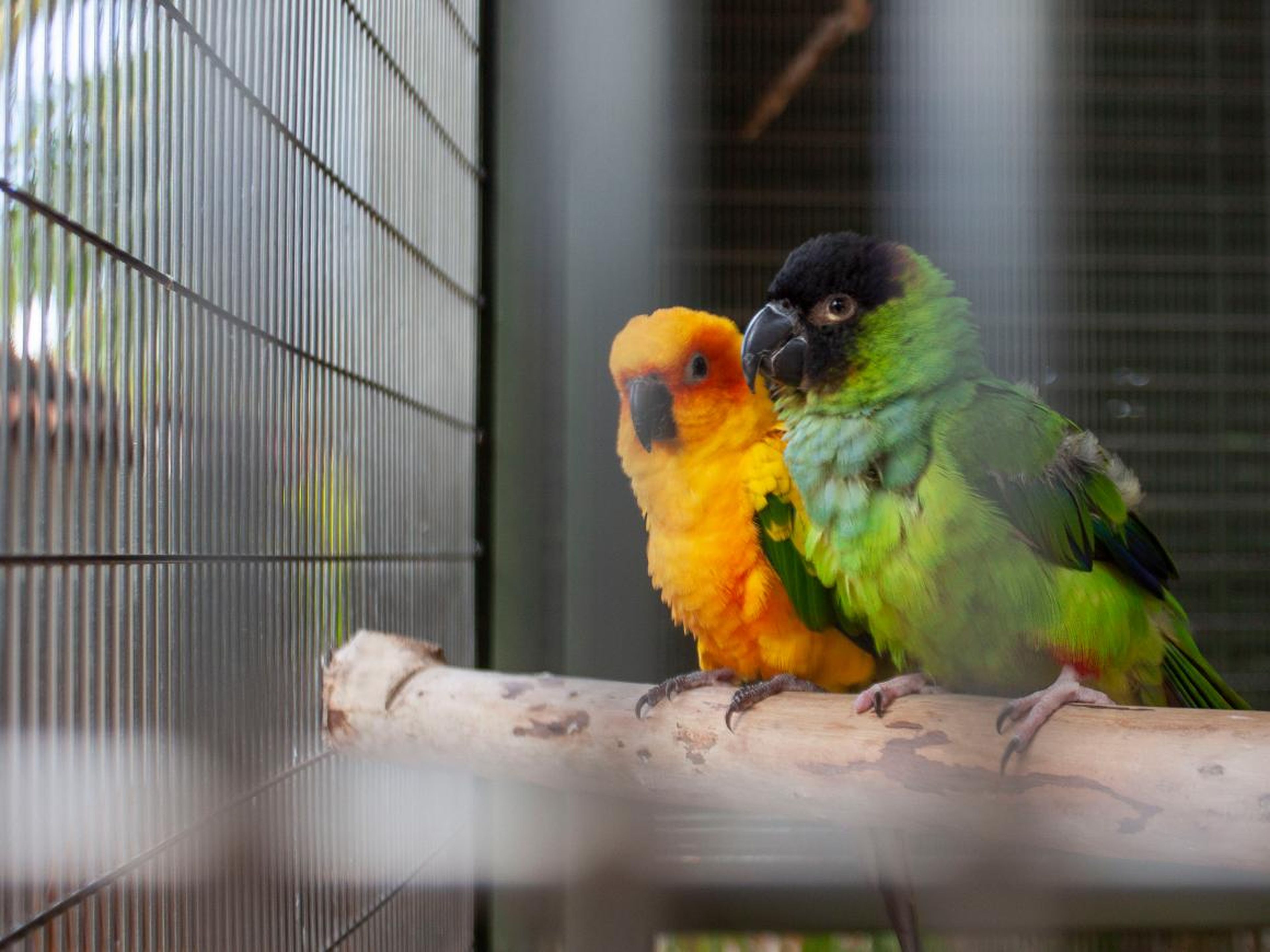 The island even has its own private aviary full of exotic birds.