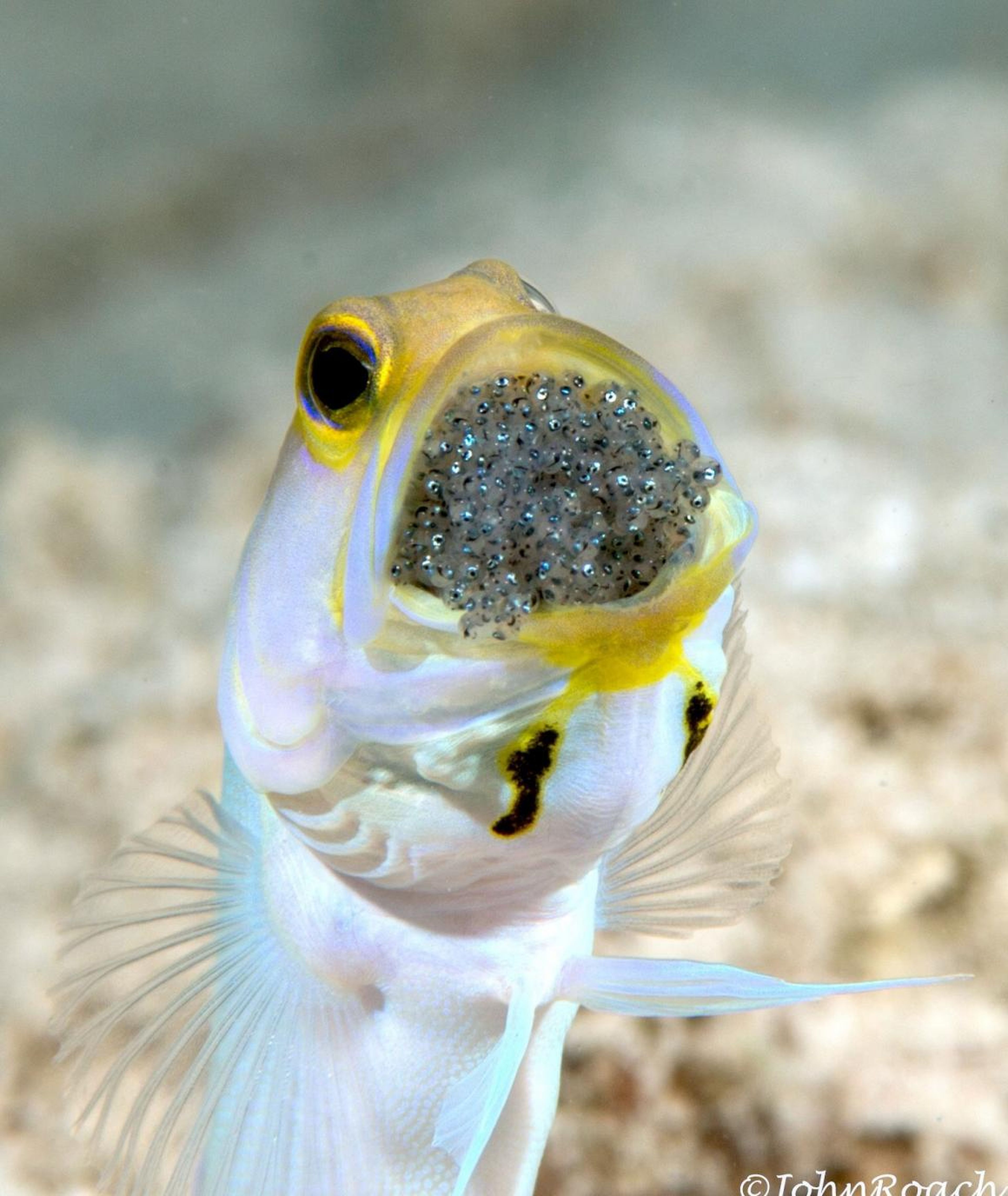 John Roach captured a close-up image of a Yellowhead Jawfish in the Caribbean waters of the Netherlands Antilles.