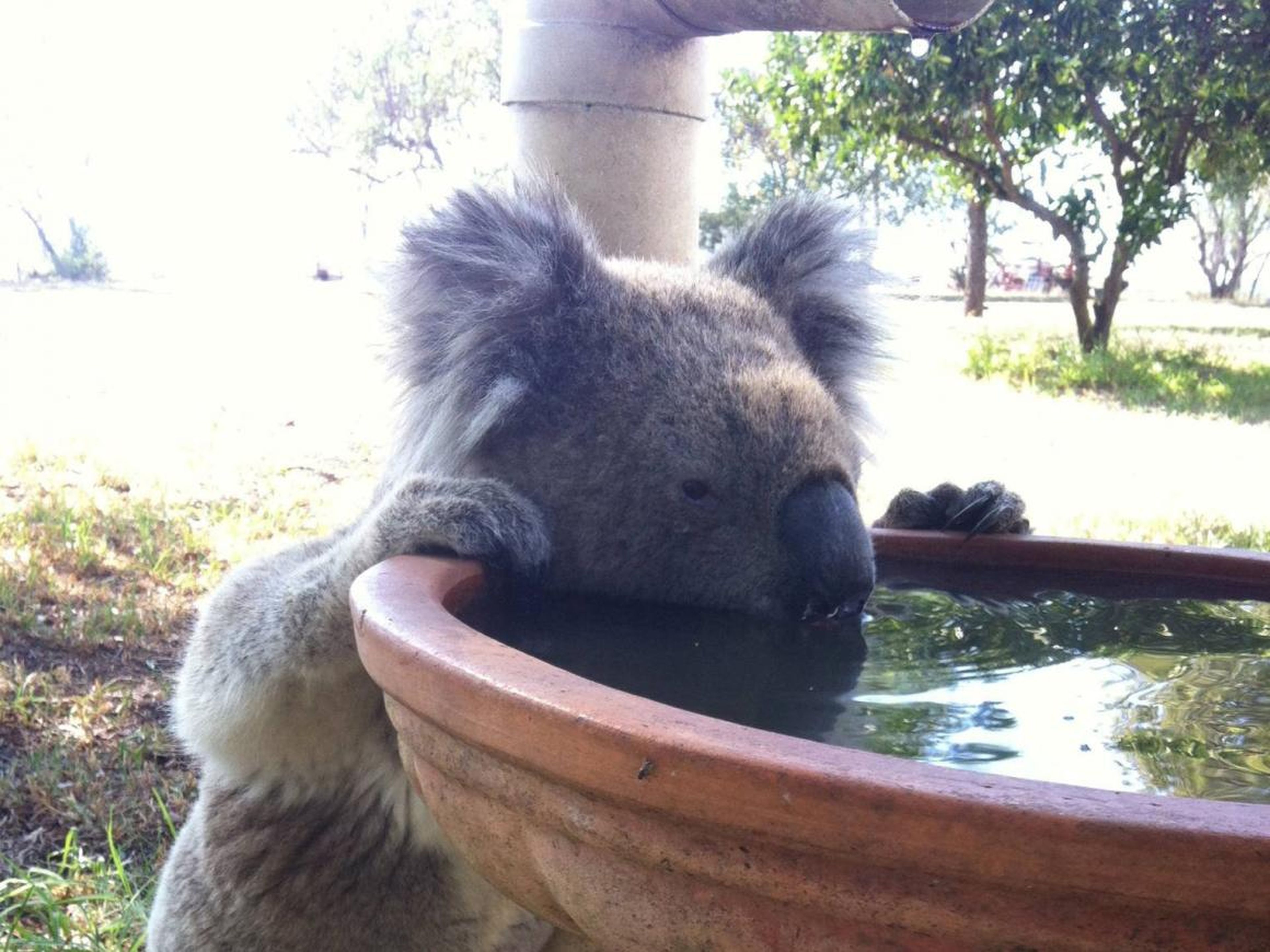 Un koala bebiendo de un baño de pájaros en una propiedad rural en Gunnedah, Australia.