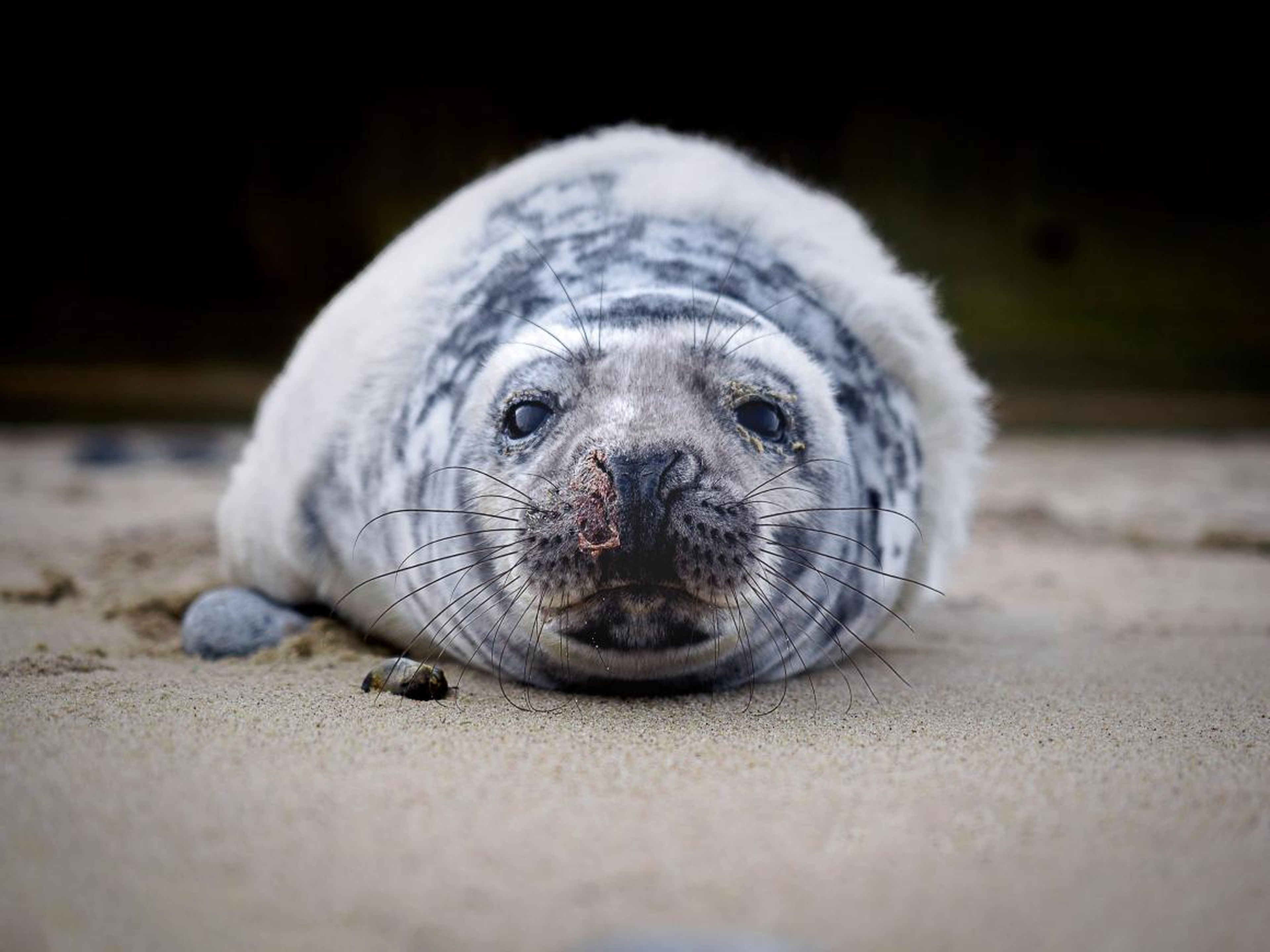 Lastly, Stefan Follows' close encounter with a grey seal pup on a beach near Norfolk in the UK yielded this adorable portrait.
