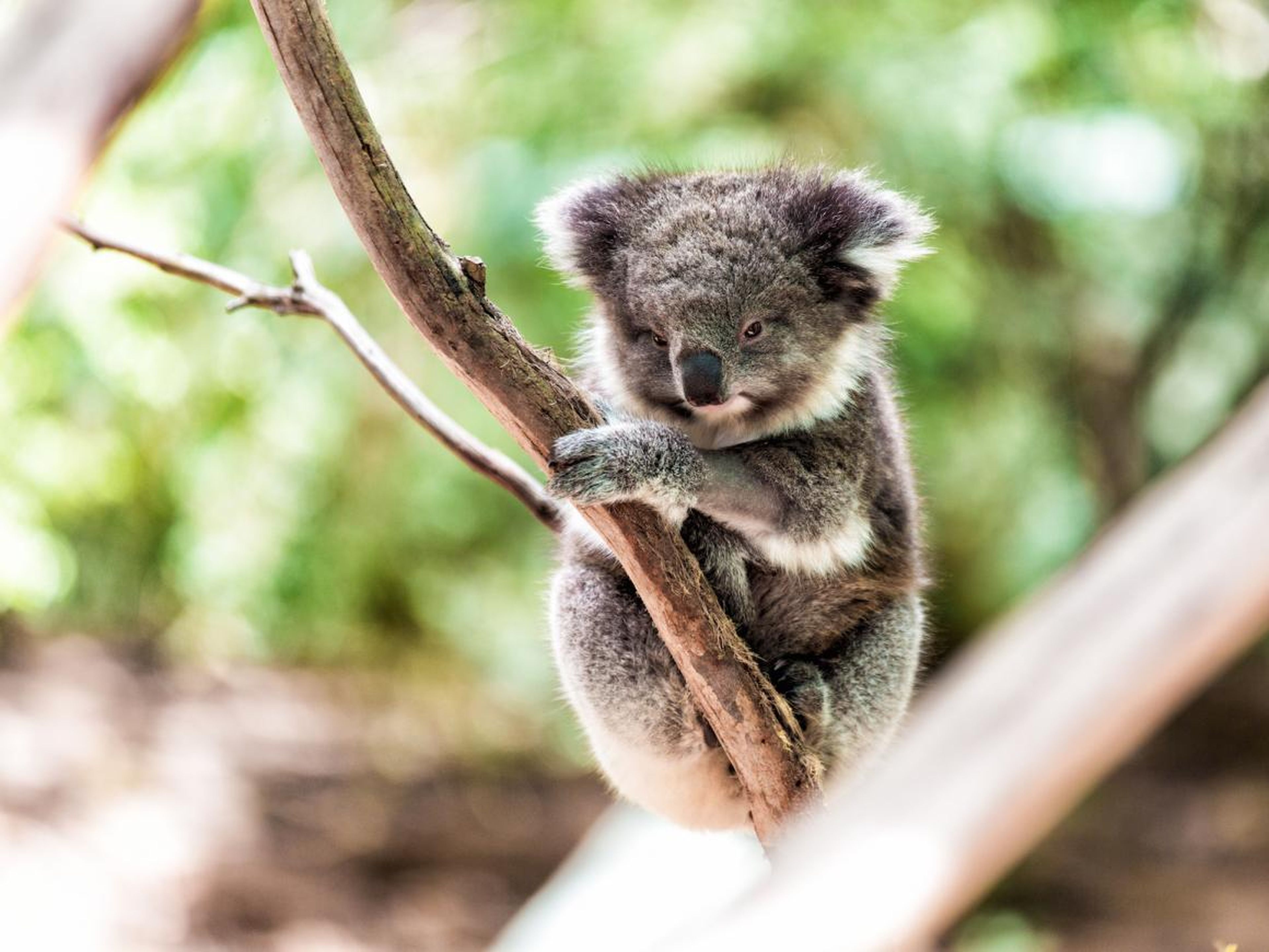 Los koalas están casi extintos: solo quedan  en Australia | Business  Insider España