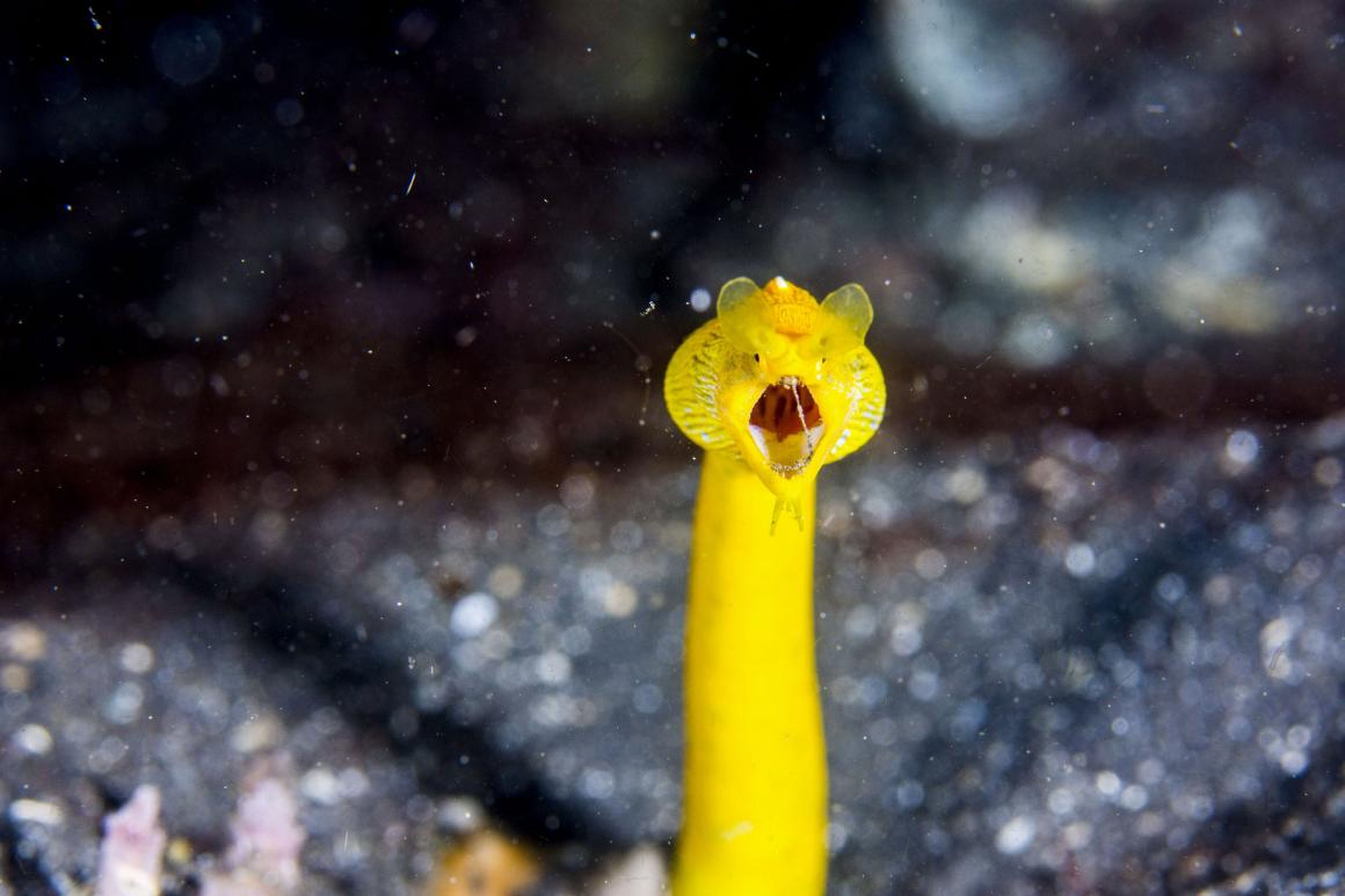 An open-mouthed Ribbon eel in Indonesia, photographed by Rudy Janessen, boasts remarkably bright coloring.