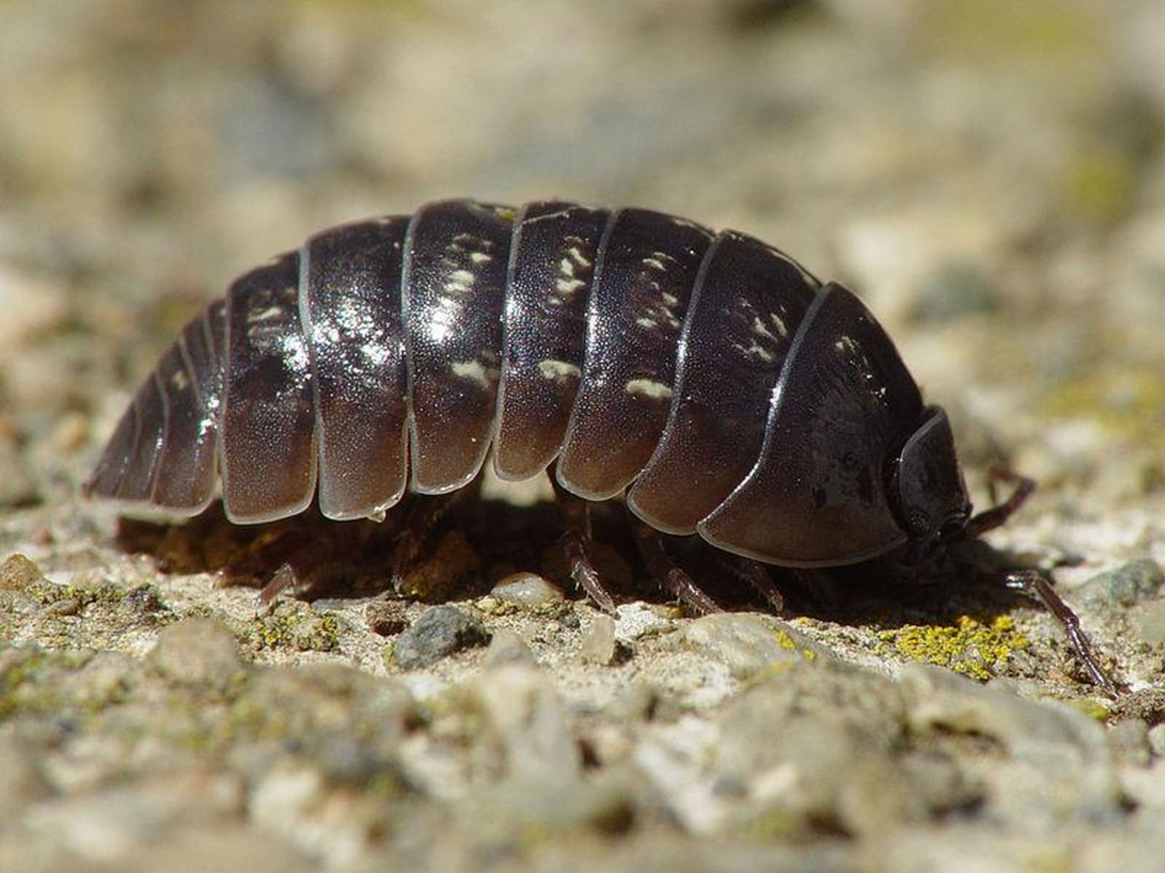 Pill bugs become unwilling hosts to an intestinal parasite.