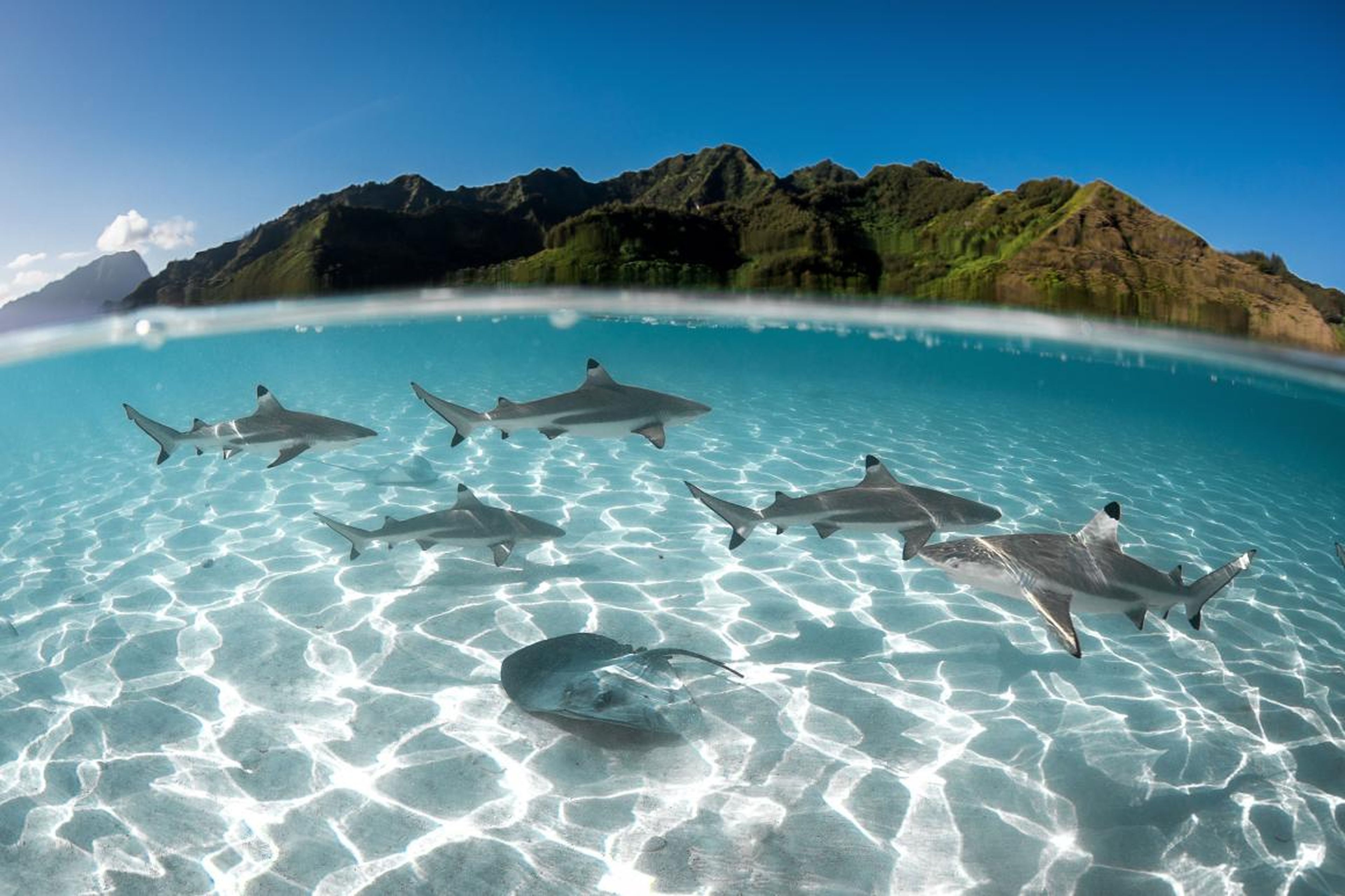 Photographer Greg Fleurentin won a gold medal for this image of sharks and a ray in French Polynesia's Moorea Lagoon.