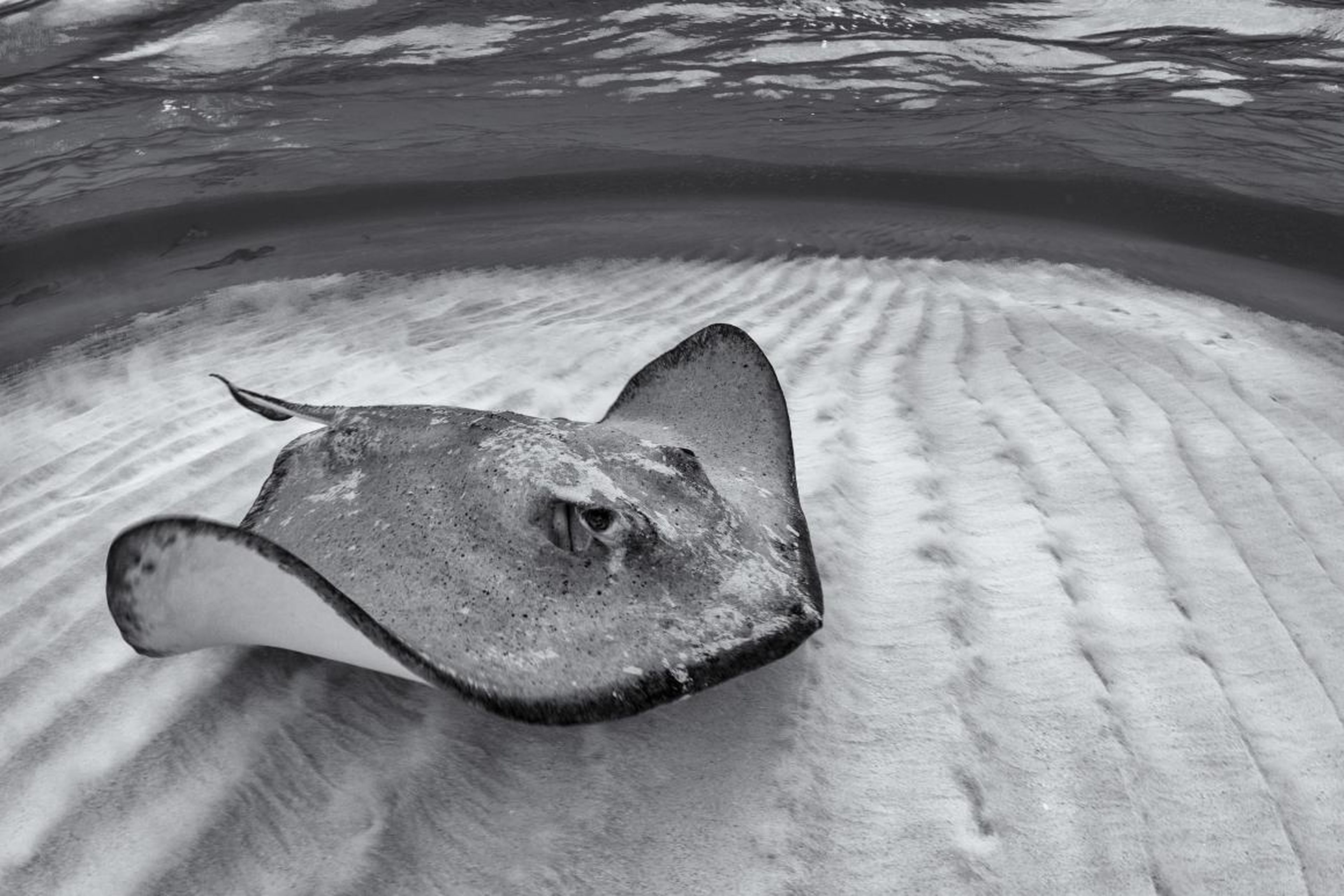 Photographer Henley Spiers took home the top two prizes in the the "Natural Light" category. This image of a southern stingray swimming in the Cayman Islands won gold.