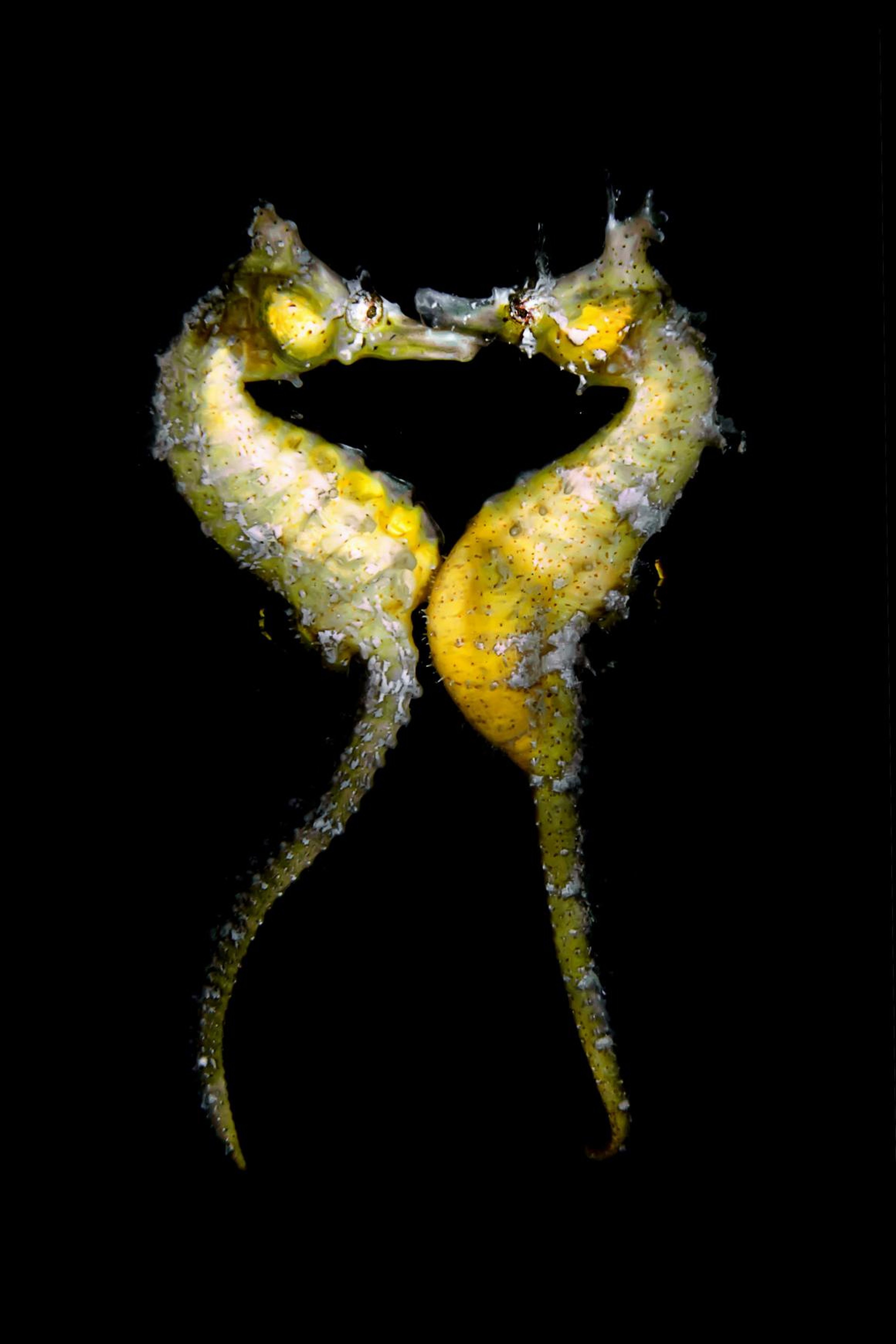 Photographer Jinggong Zhang snapped this photo of seahorses mating in Japan.