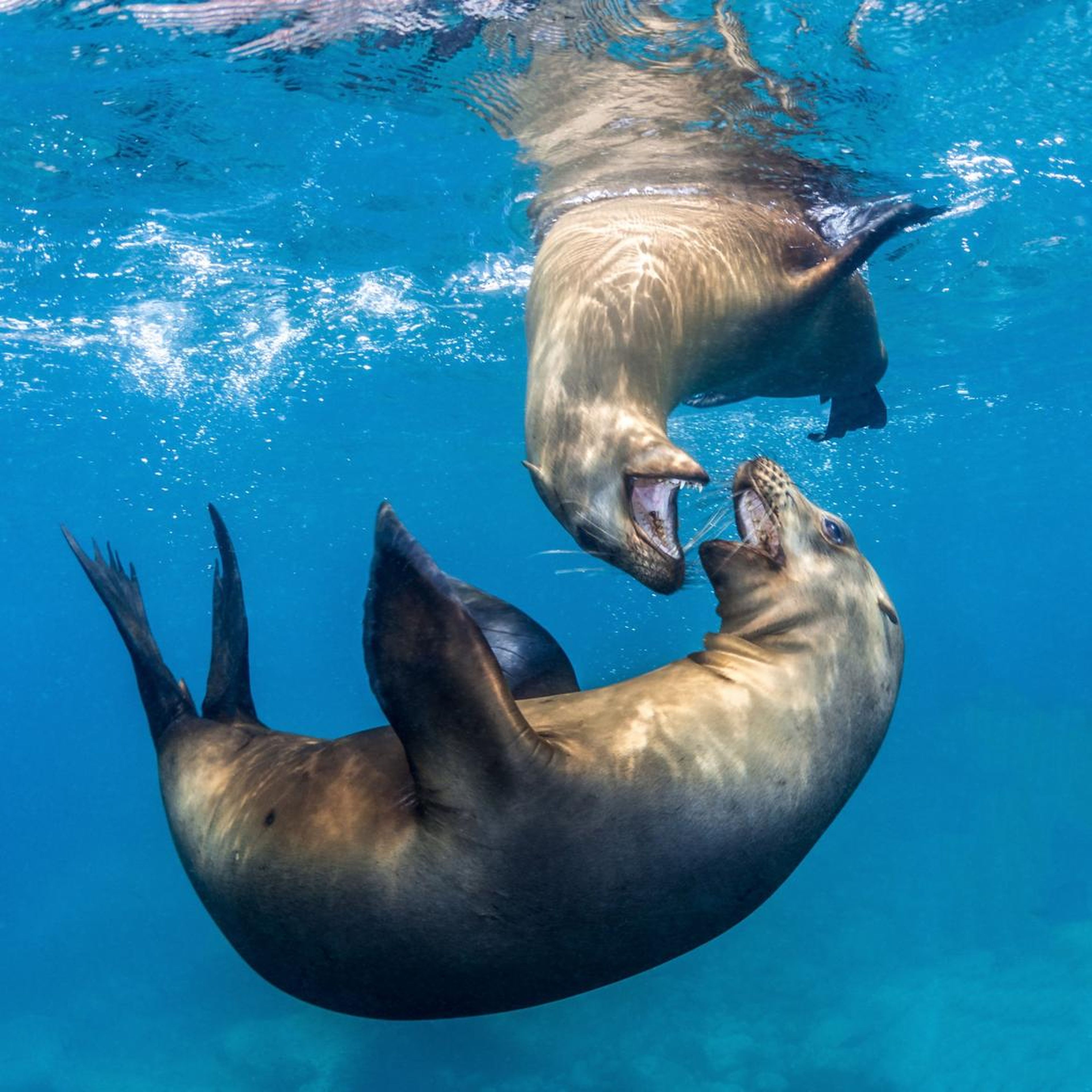 Polanszky also caught two sea lions wrestling beneath the waves in the Sea of Cortés.