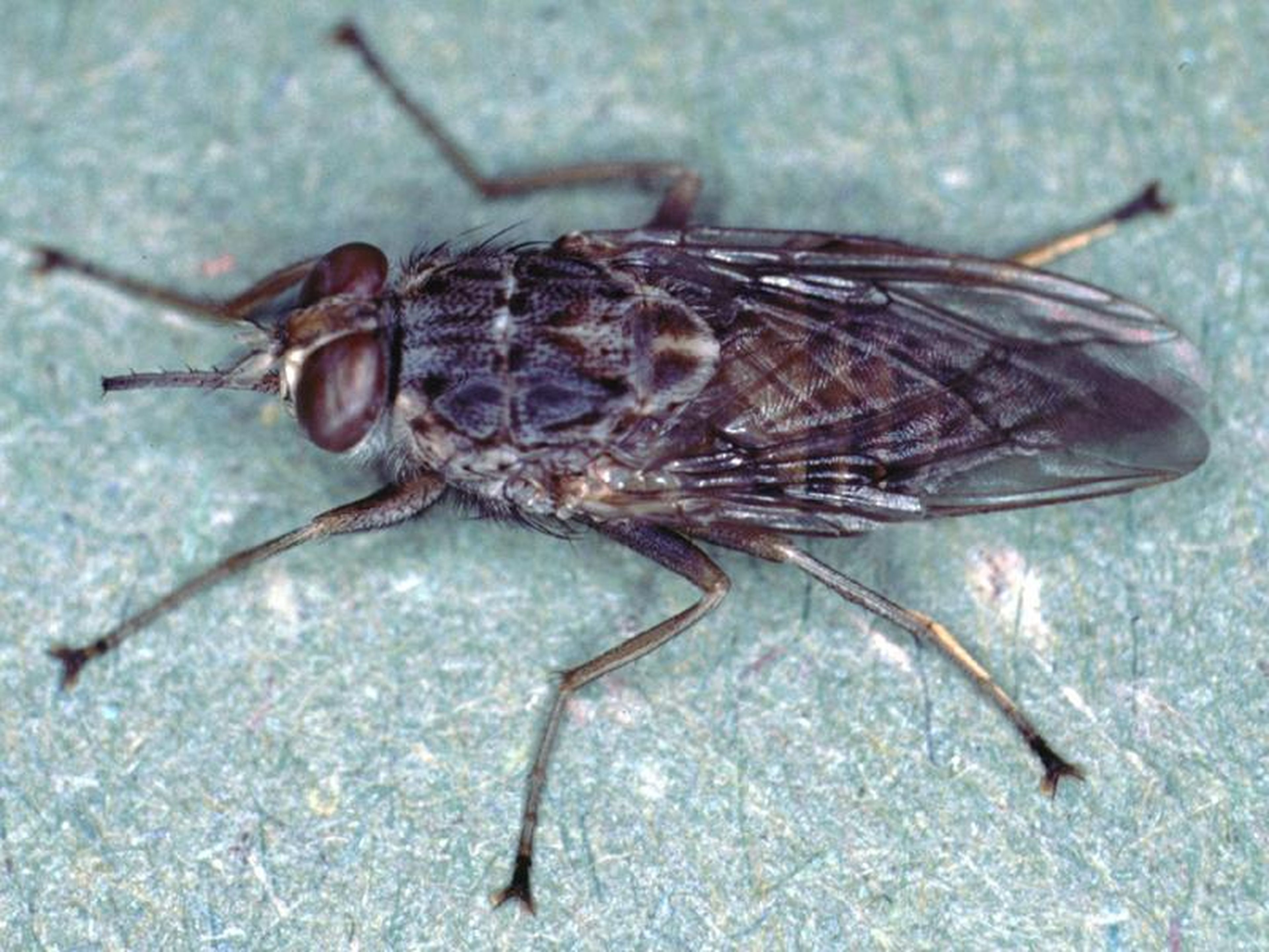 Tsetse flies spread African sleeping sickness to humans and animals.
