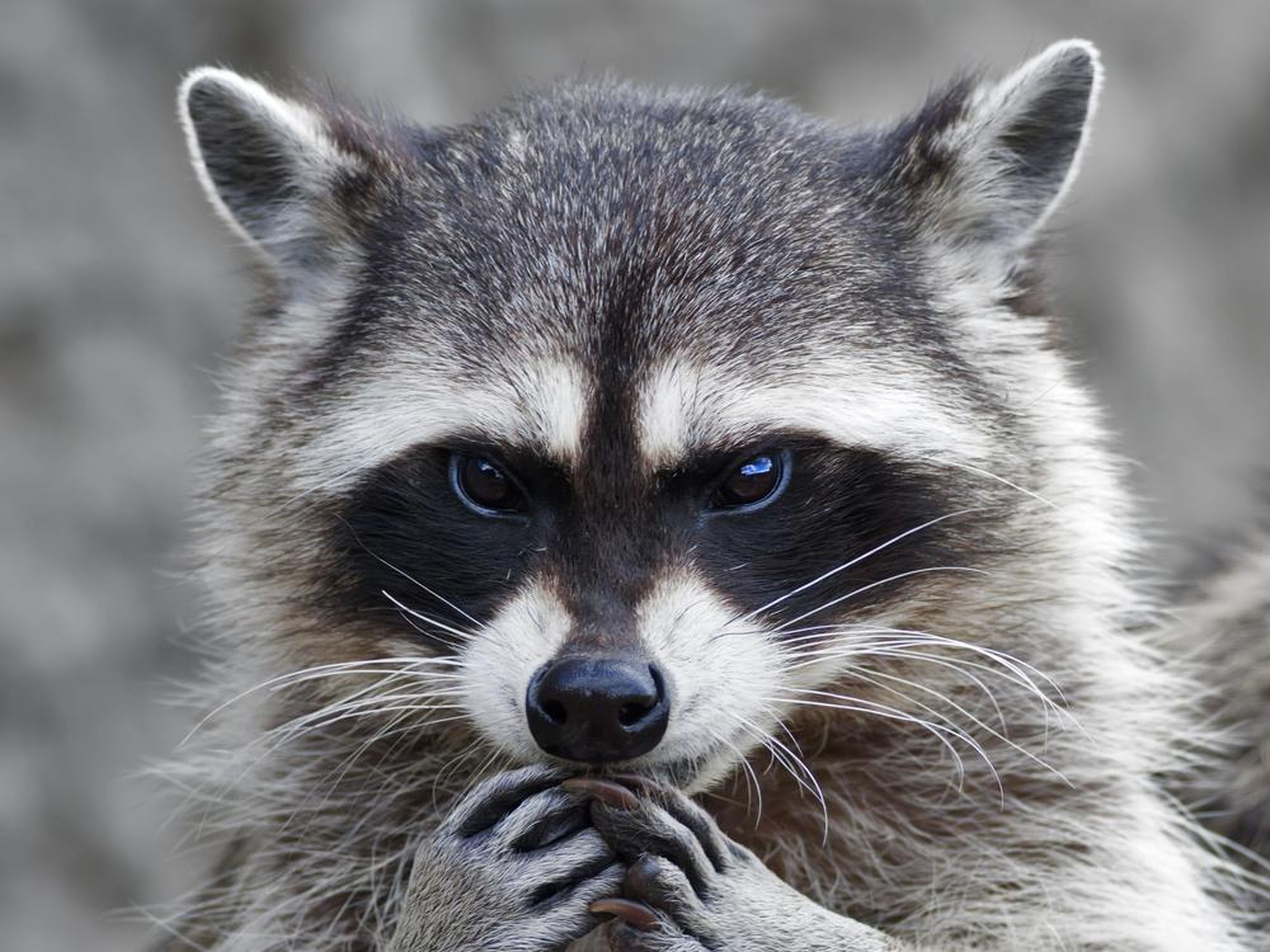 Raccoons can carry the rabies virus.