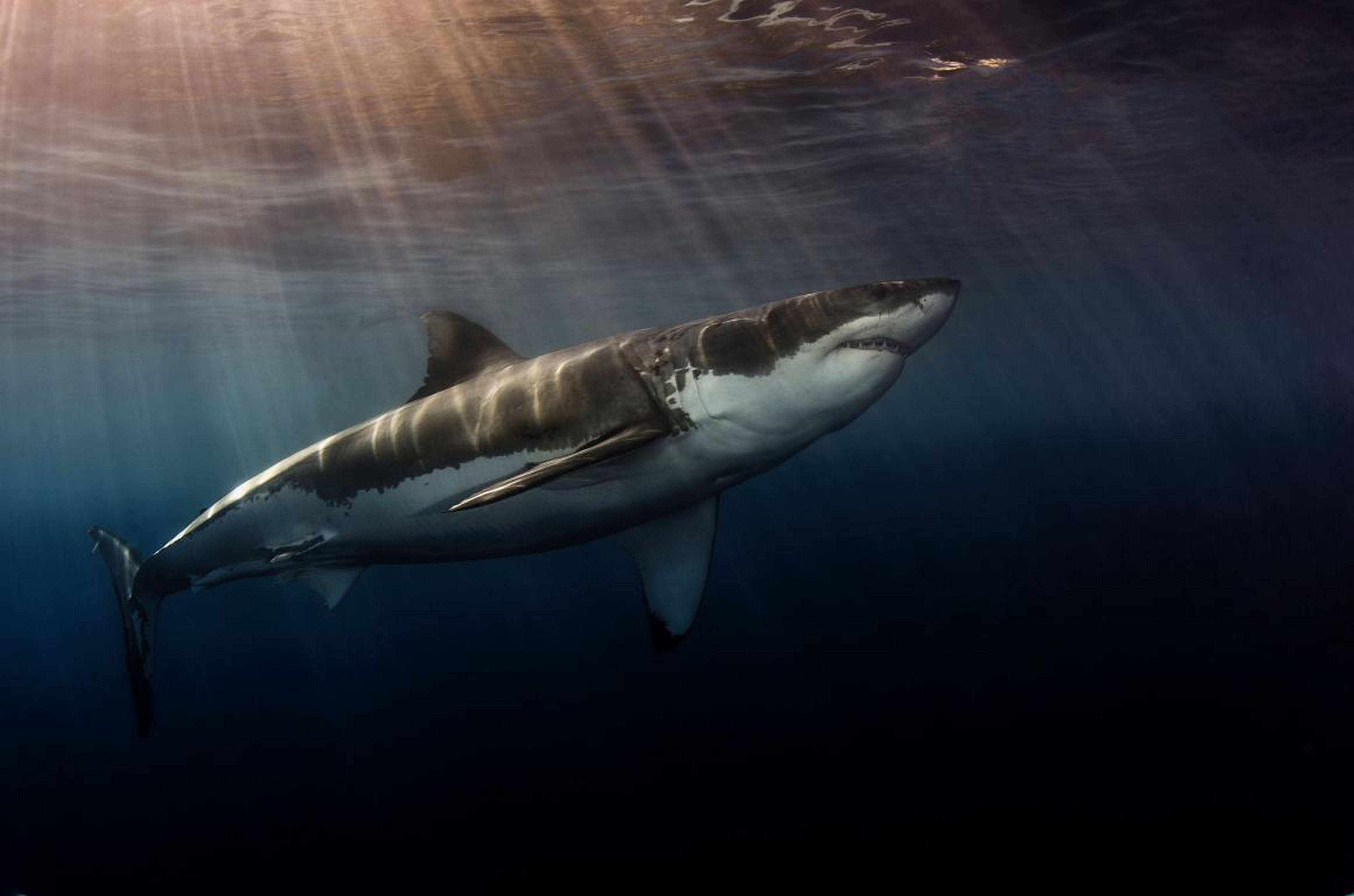 The "Shark" category is always a fan favorite. Photographer Steve Andersen took home gold with this shot of a great white swimming near Guadalupe, Mexico.