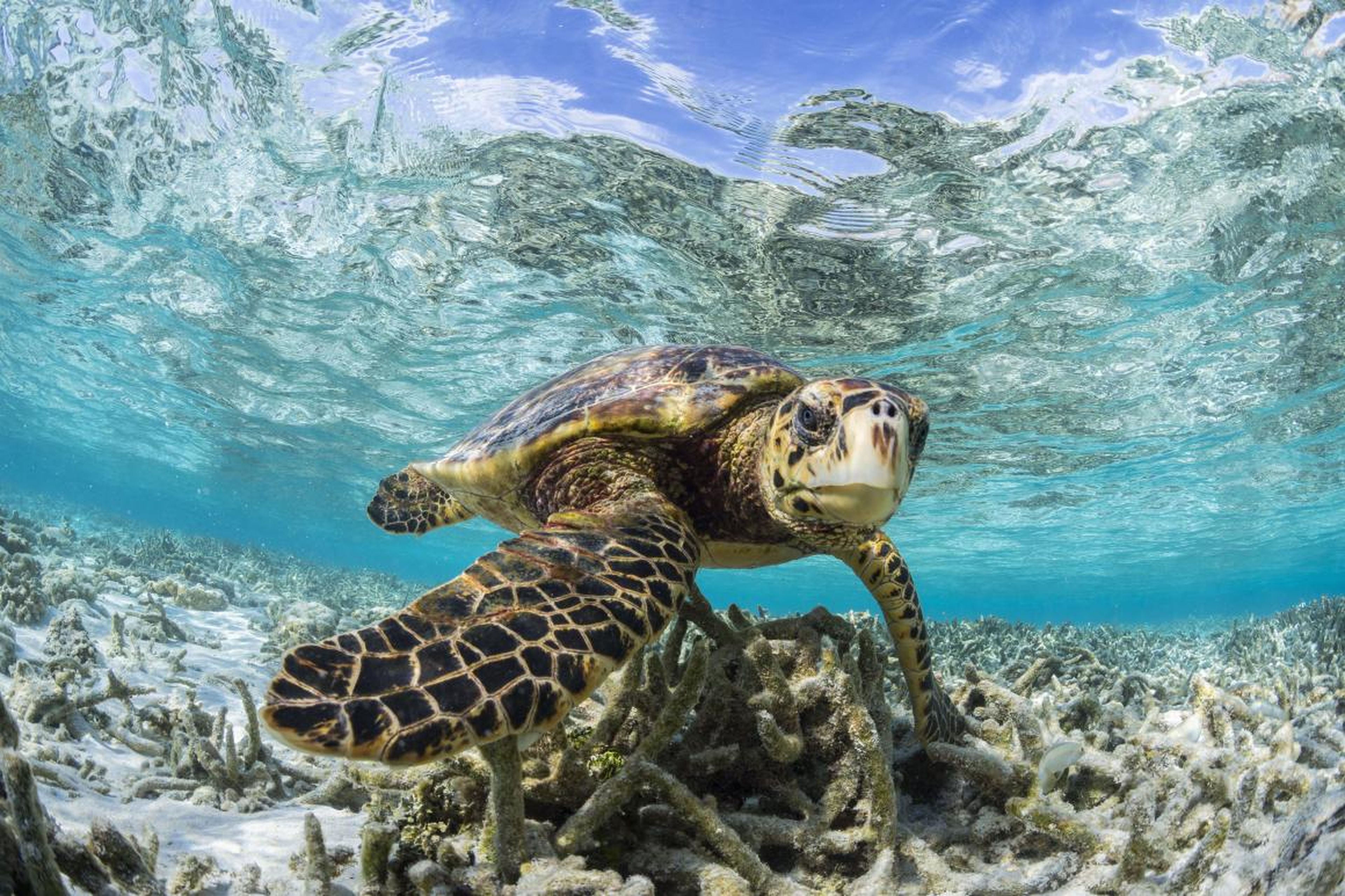 This shot of a Hawksbill turtle in a shallow lagoon off the Maldives earned Spiers the silver medal.