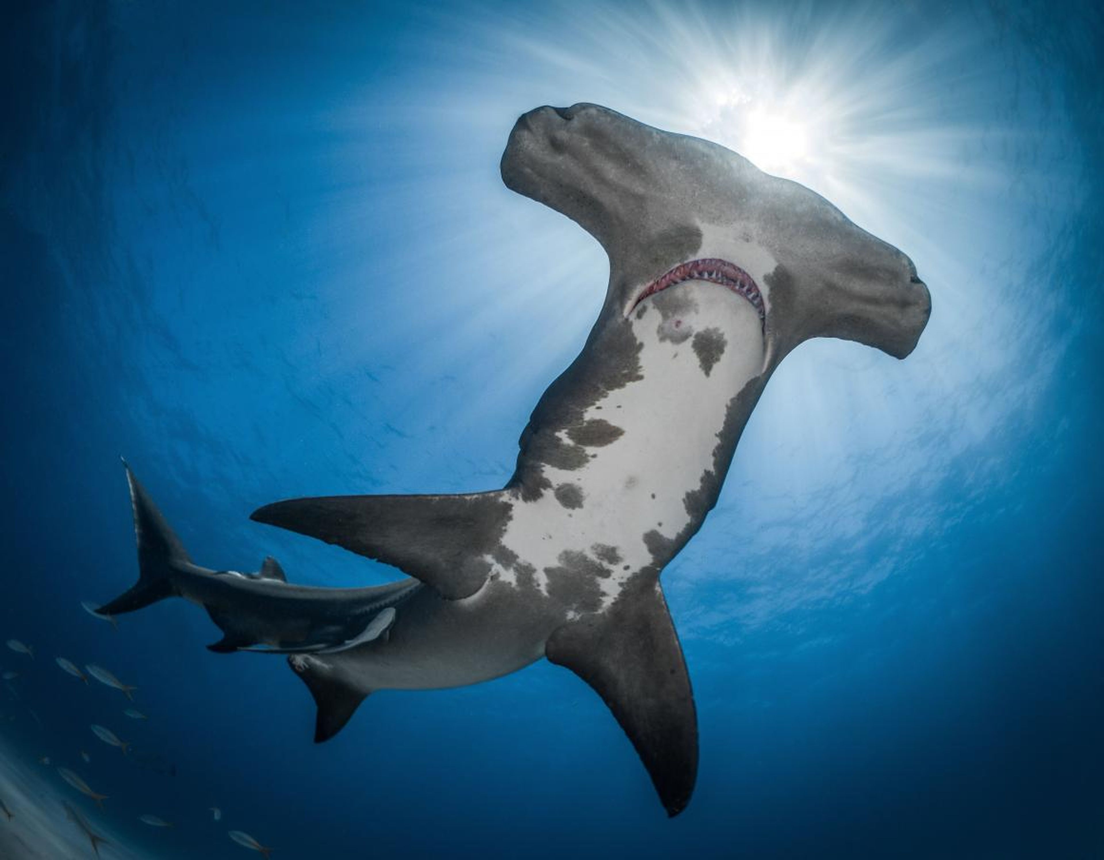 The silver medal for shark photography went to Debbie Wallace, who took this picture of a female great Atlantic hammerhead shark from below in the Bahamas.