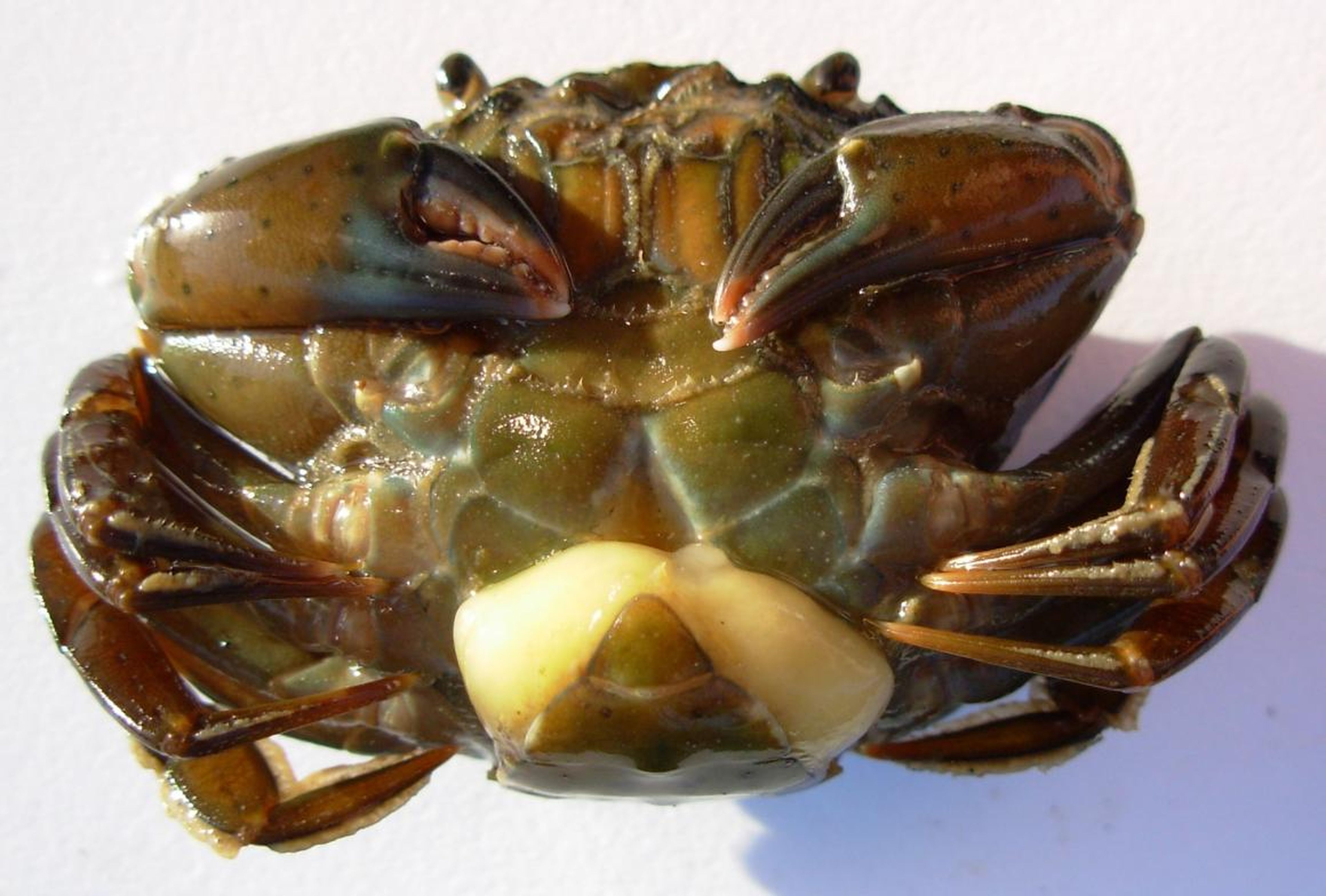 A Sacculina carcini barnacle is visible on a female shore crab's abdomen.