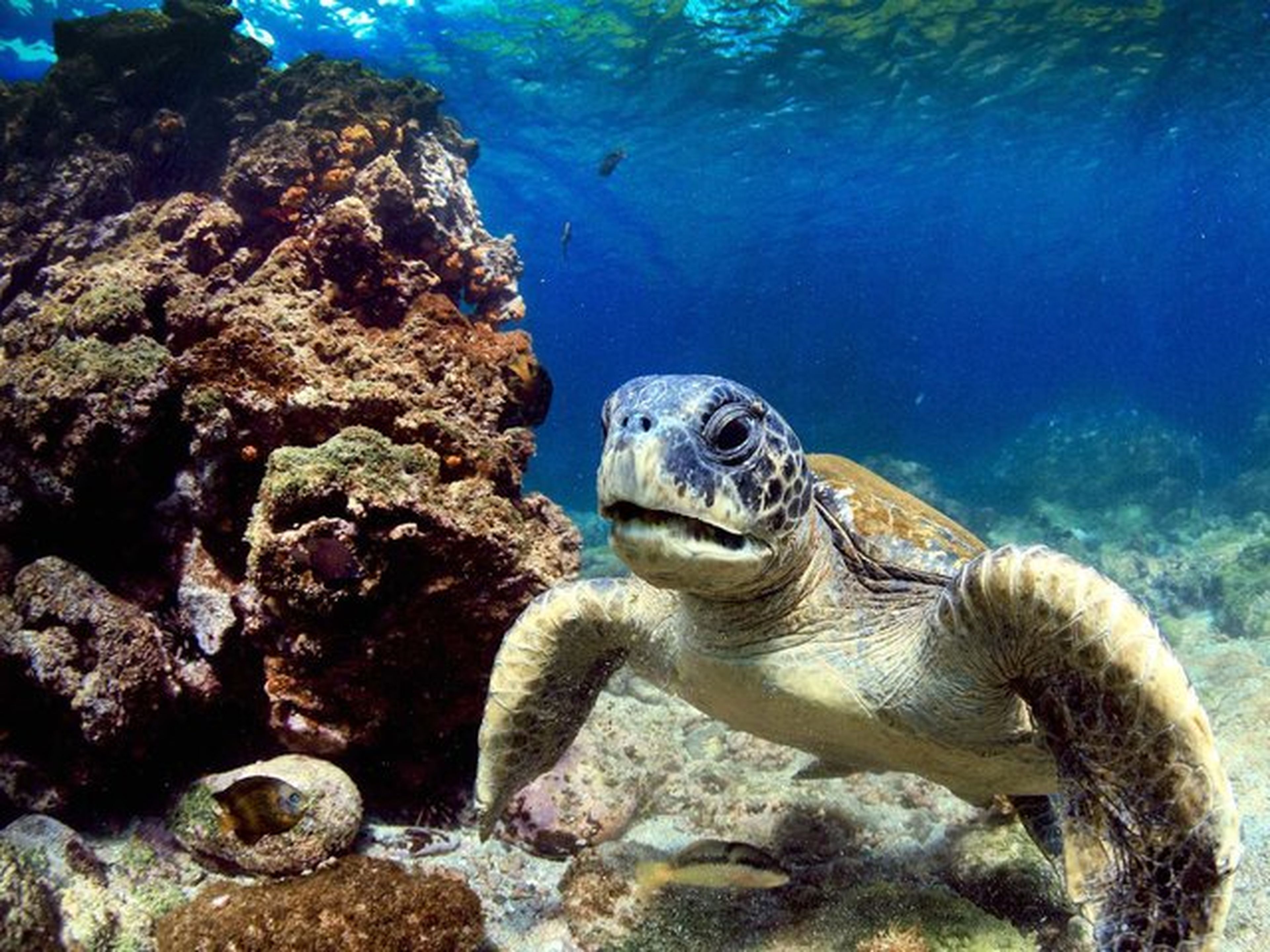 tortuga en las islas galapagos