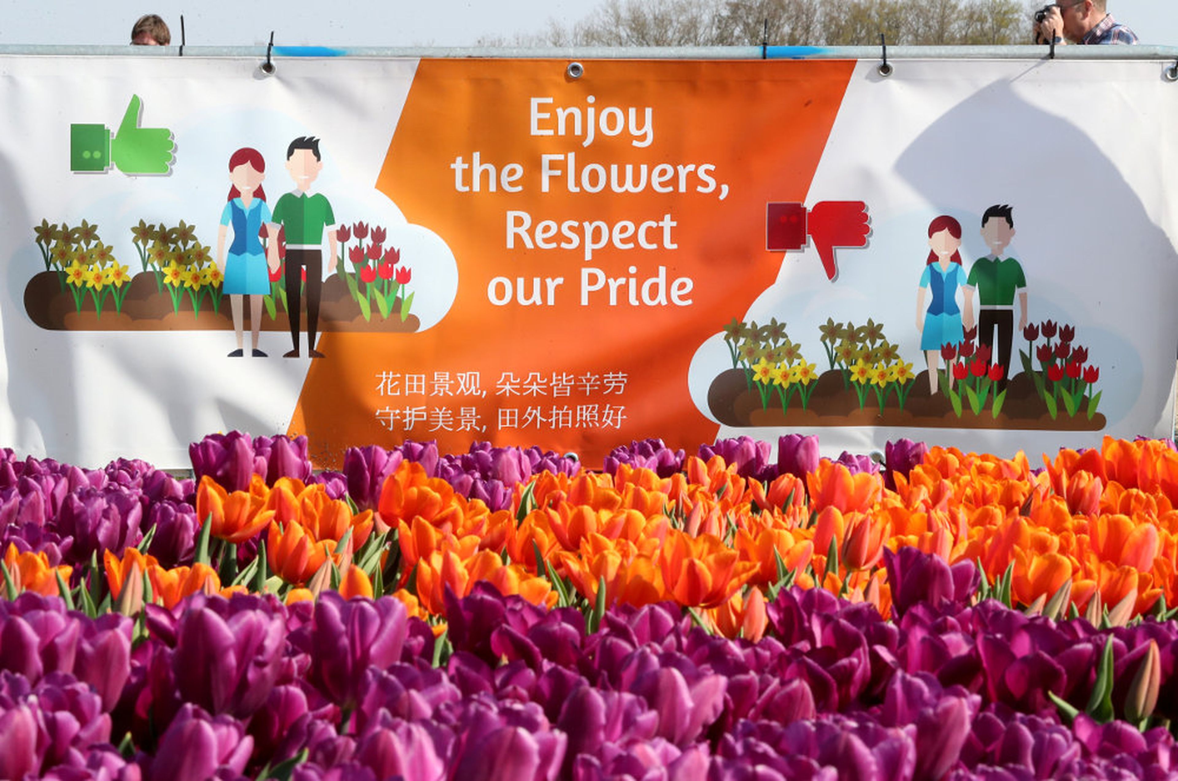 Letrero que llama a respectar las flores en la entrada de un campo de tulipanes cerca de la ciudad de Creil, Países Bajos, 18 de abril de 2019.